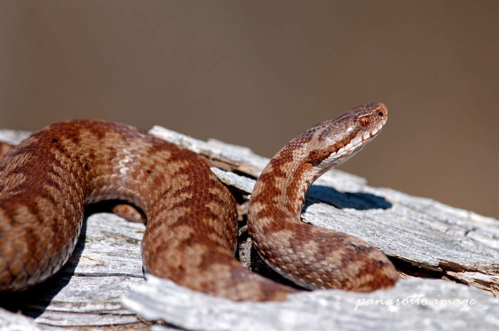Vipera berus 2