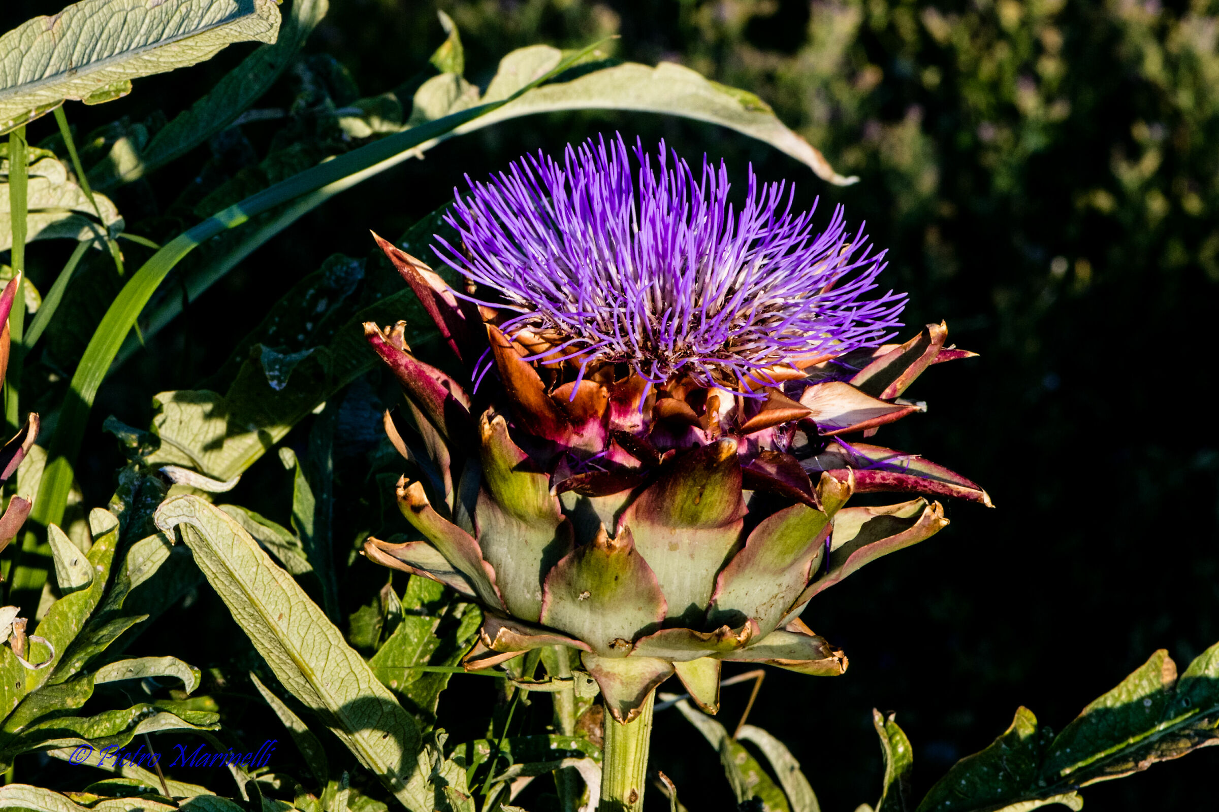 Cynara Scolymus