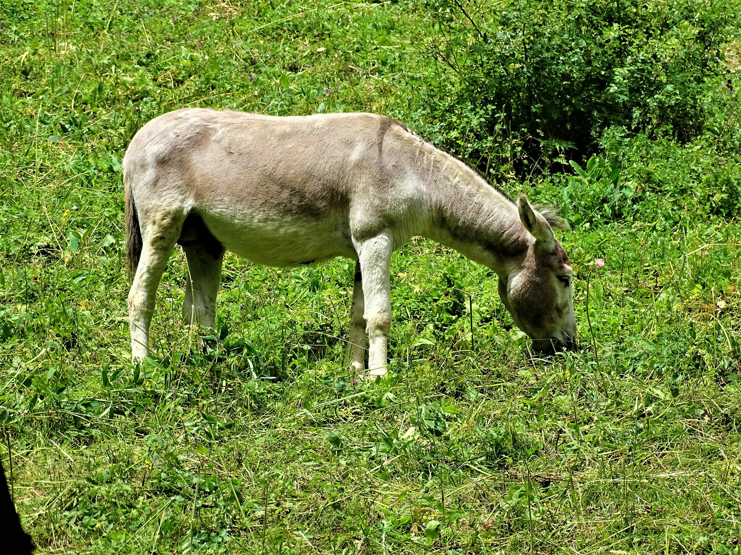 asino di montagna