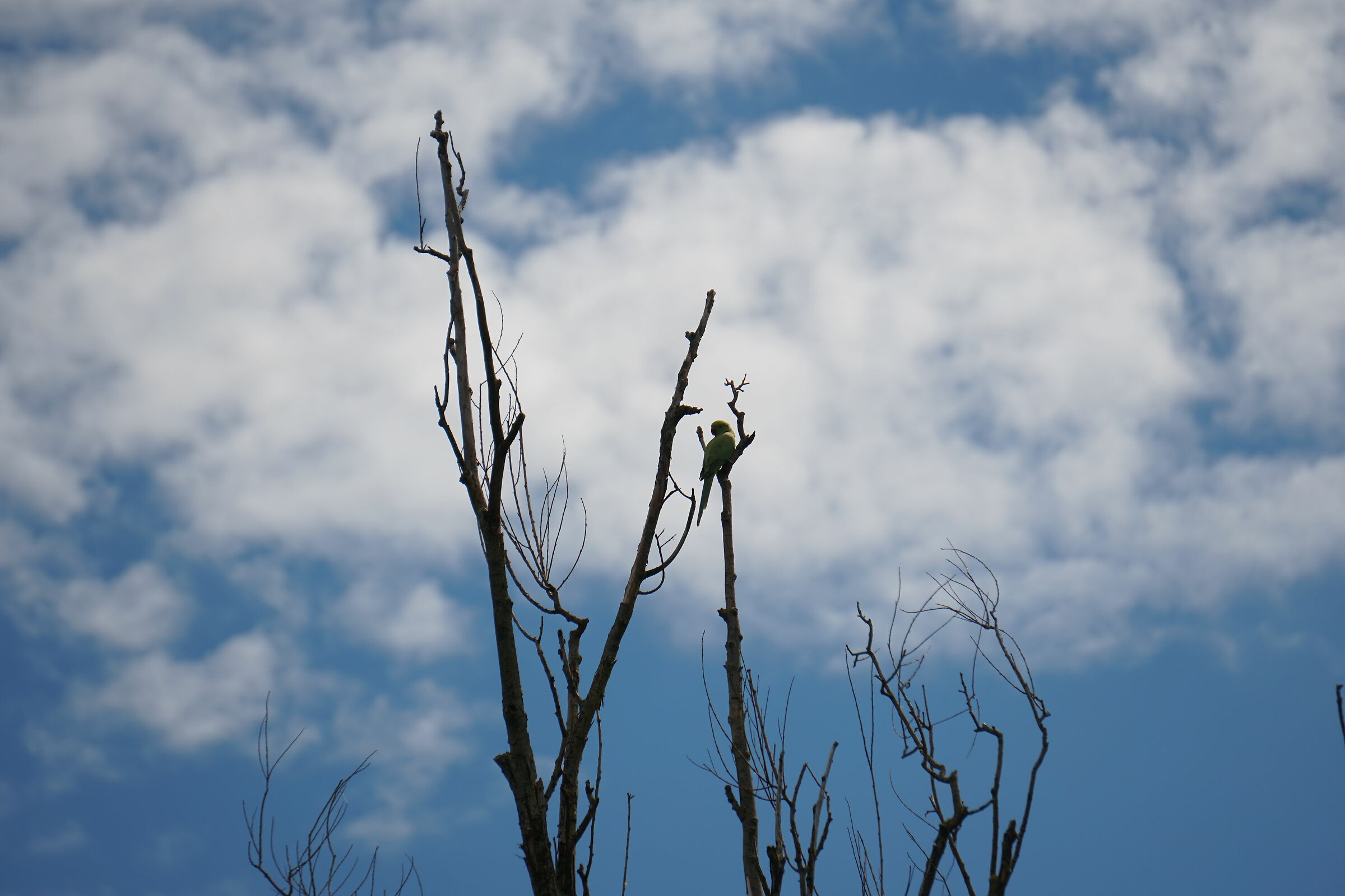 Pappagalli in città