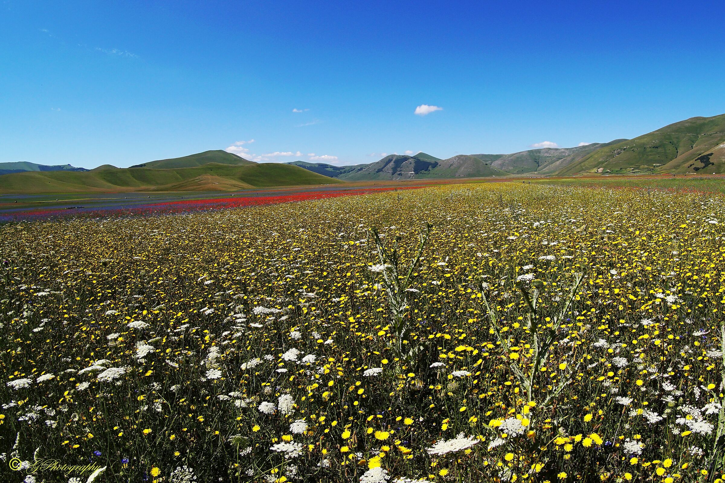 Even the "Fish" go to heaven2