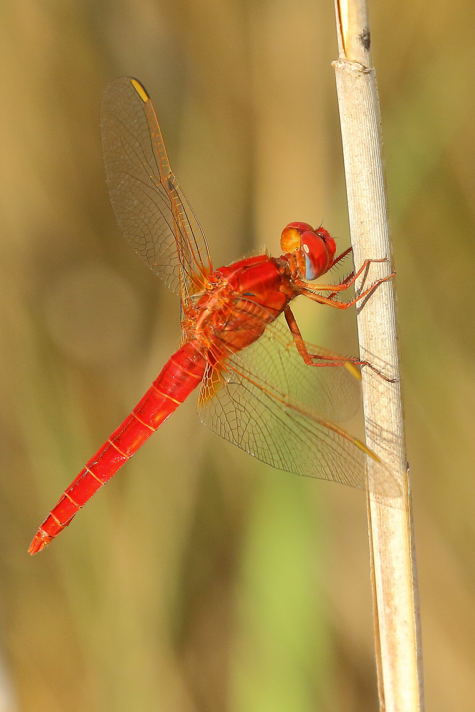 Red dragonfly