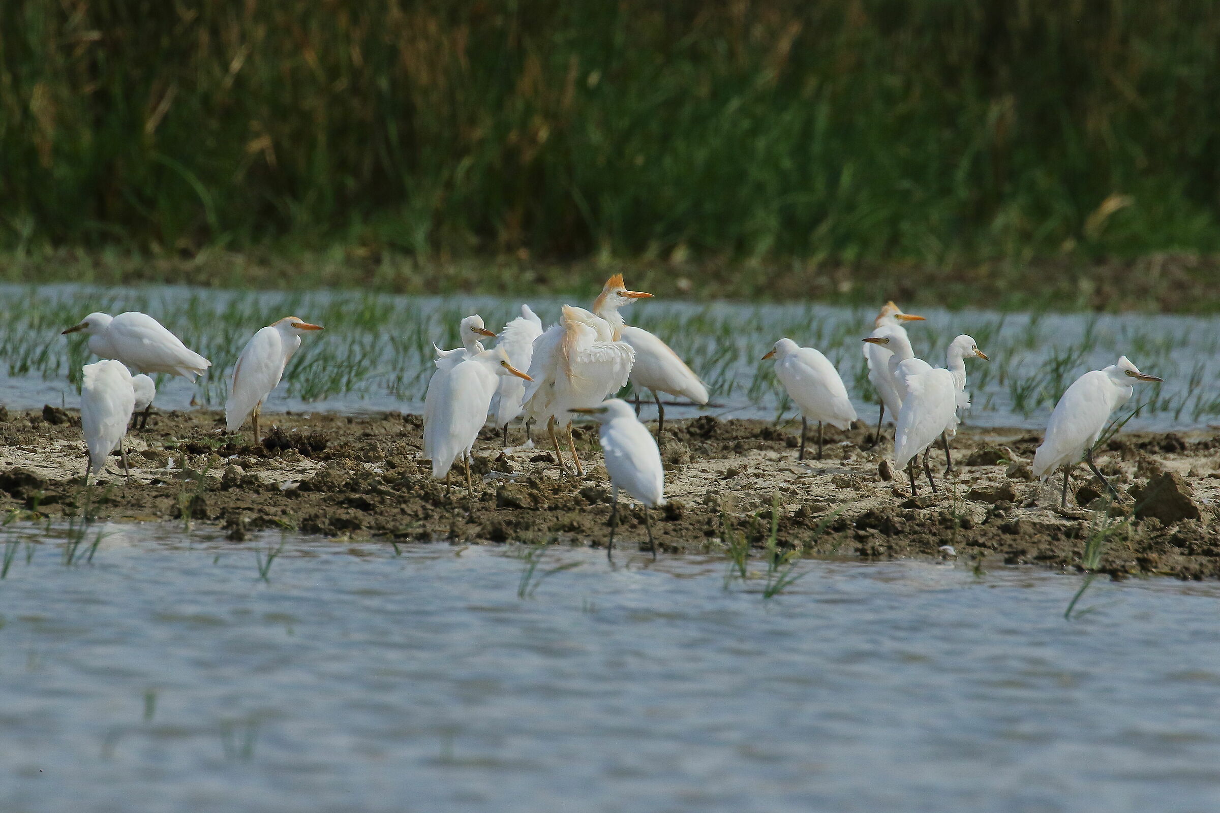 Colonia Aironi guardabuoi