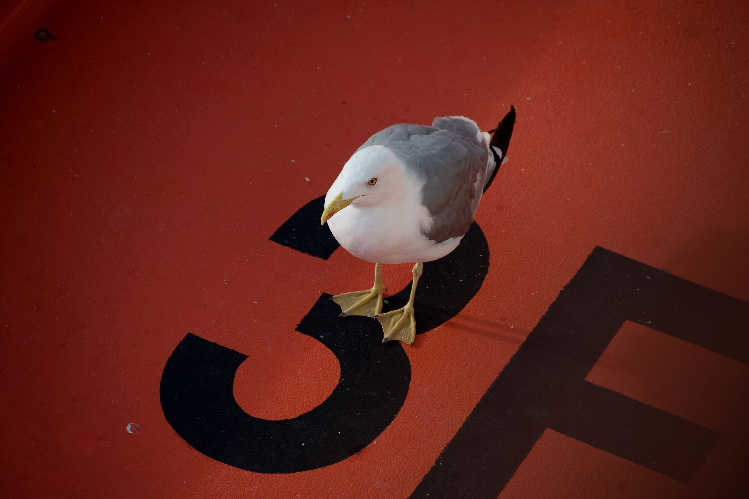 Pronti al decollo......