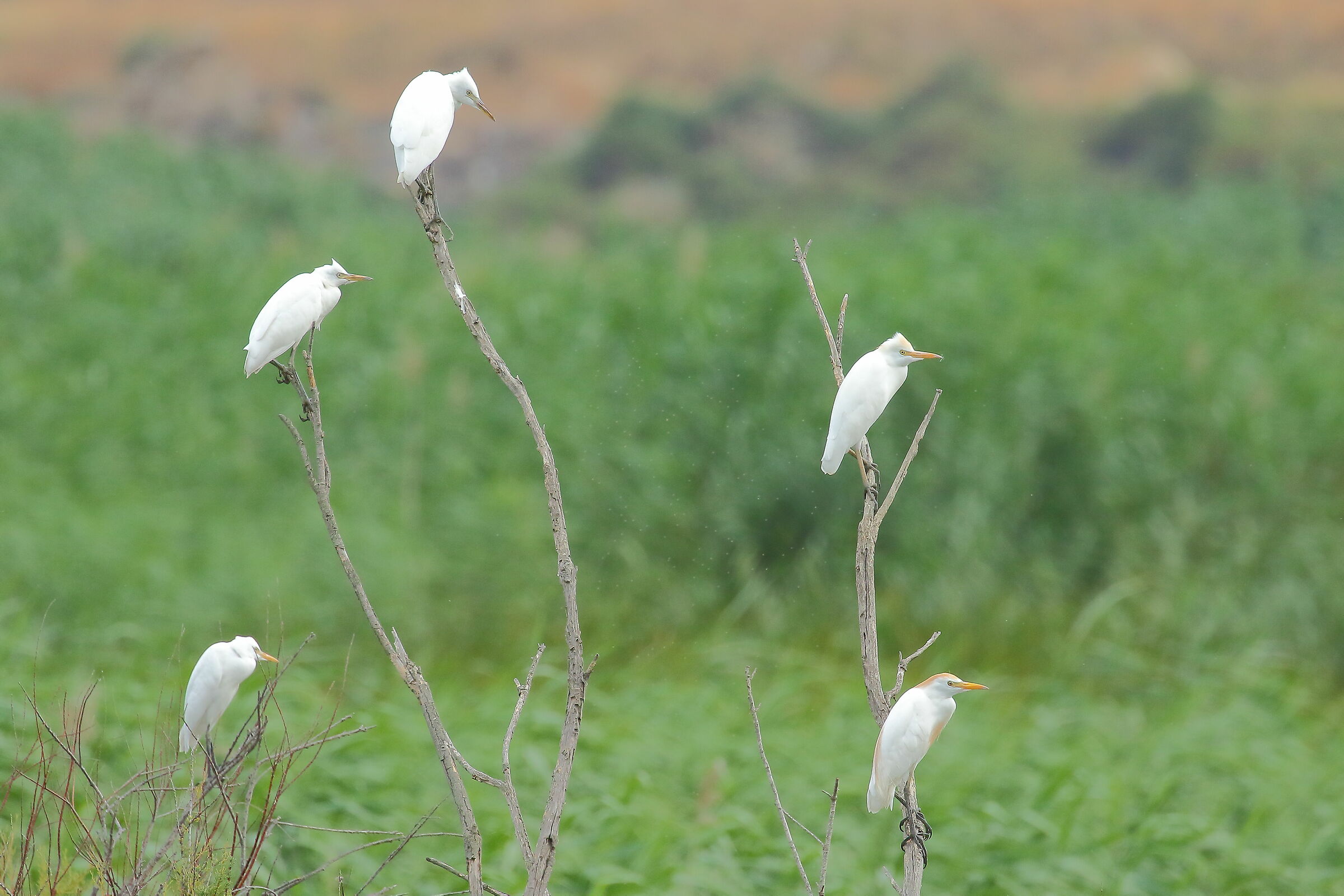Famiglia di Aironi guardabuoi
