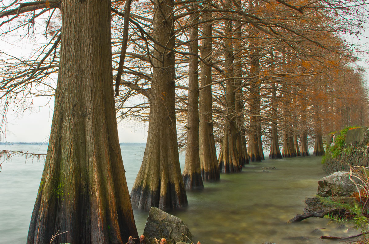 row of trees on the lake