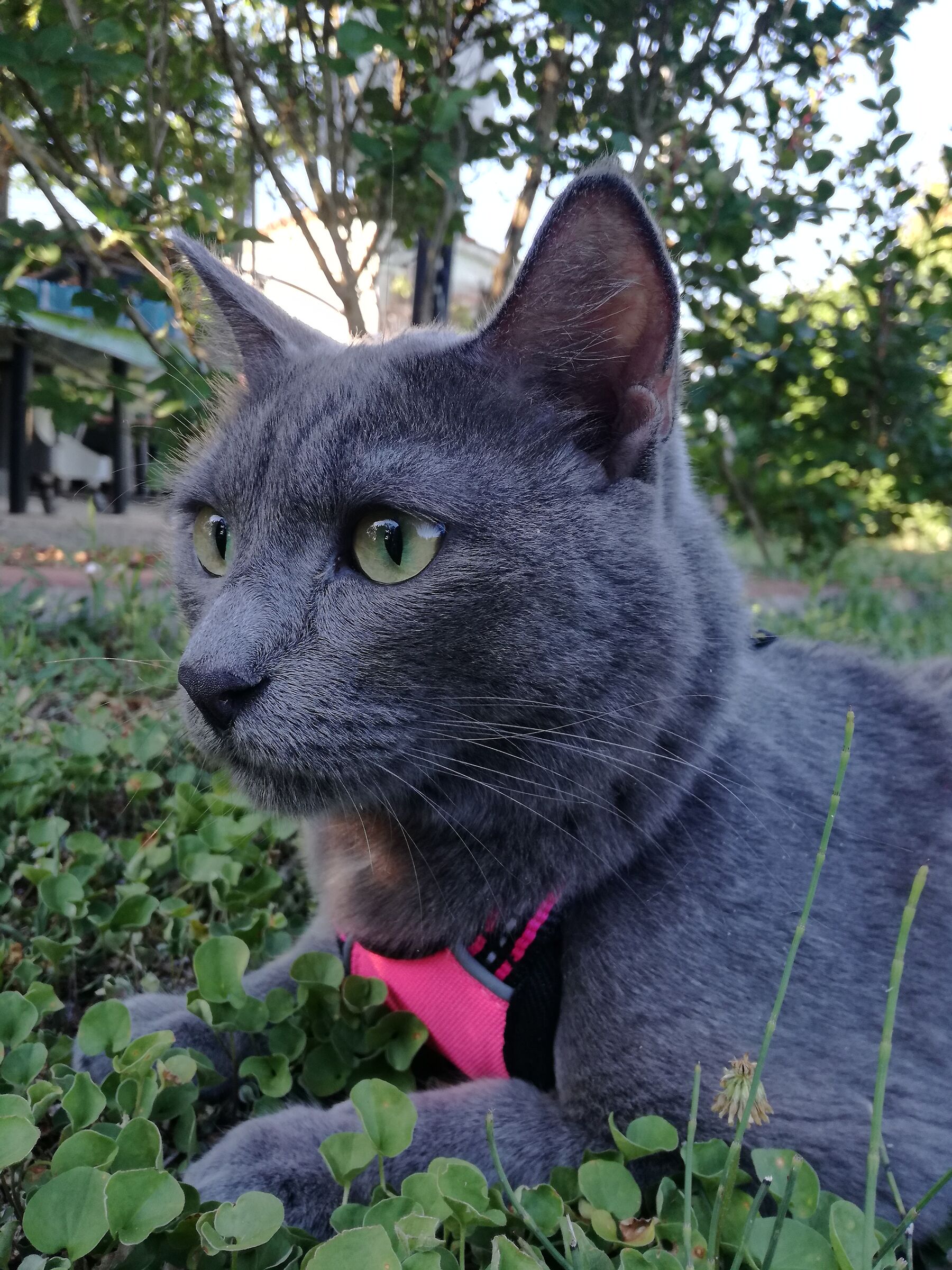 I remain in the shadows