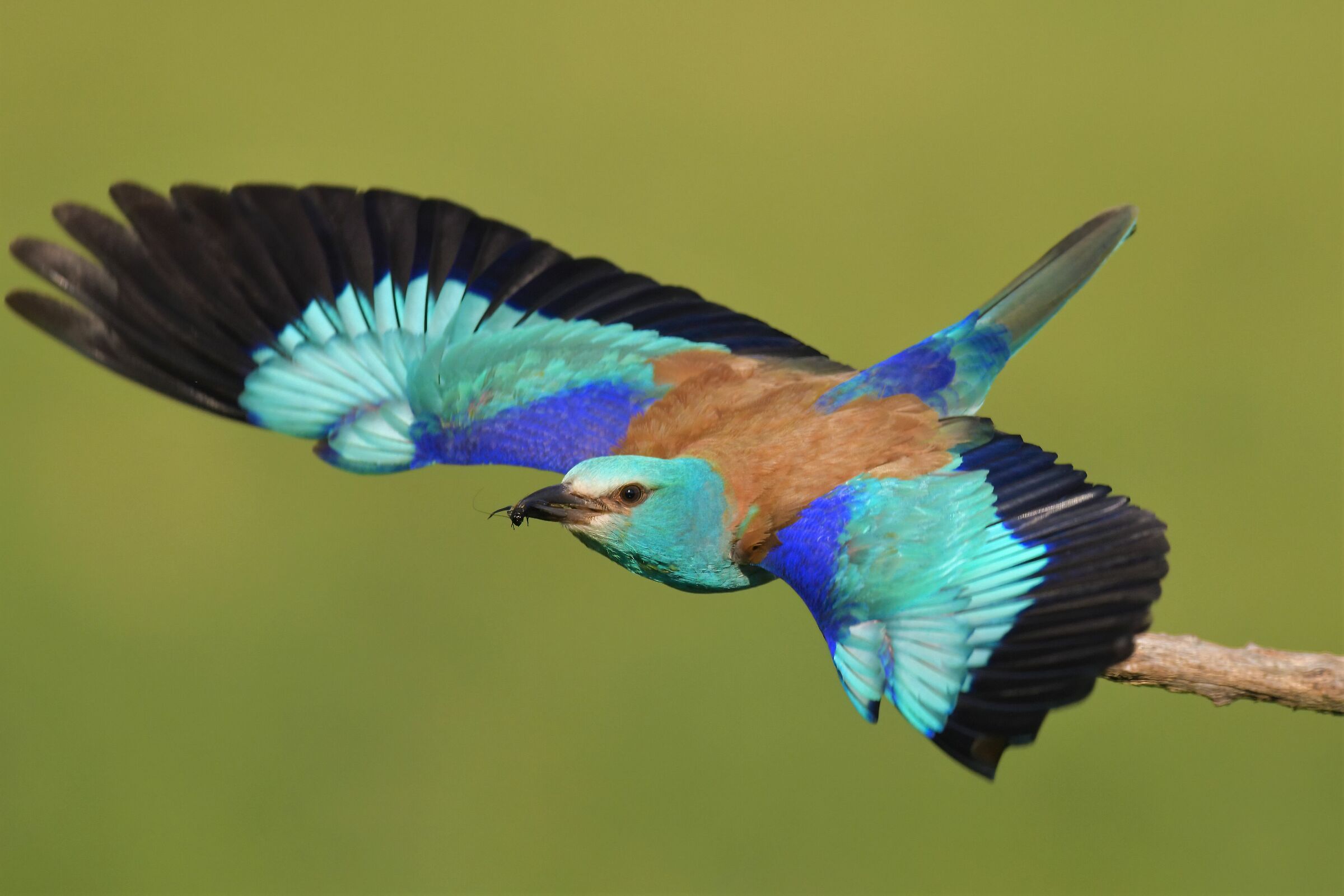 sea jay