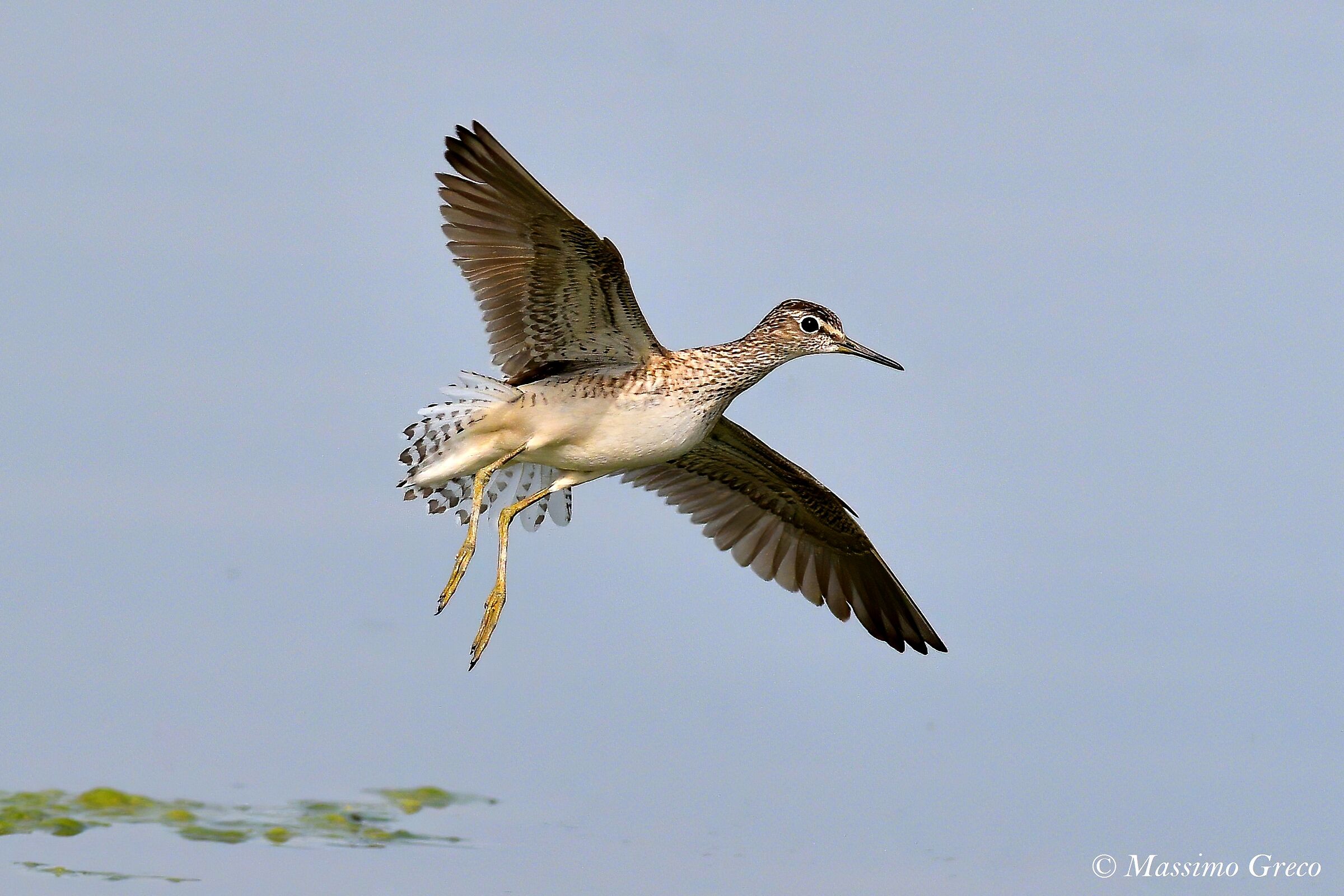 Culbian pyro (Tringa ochropus)