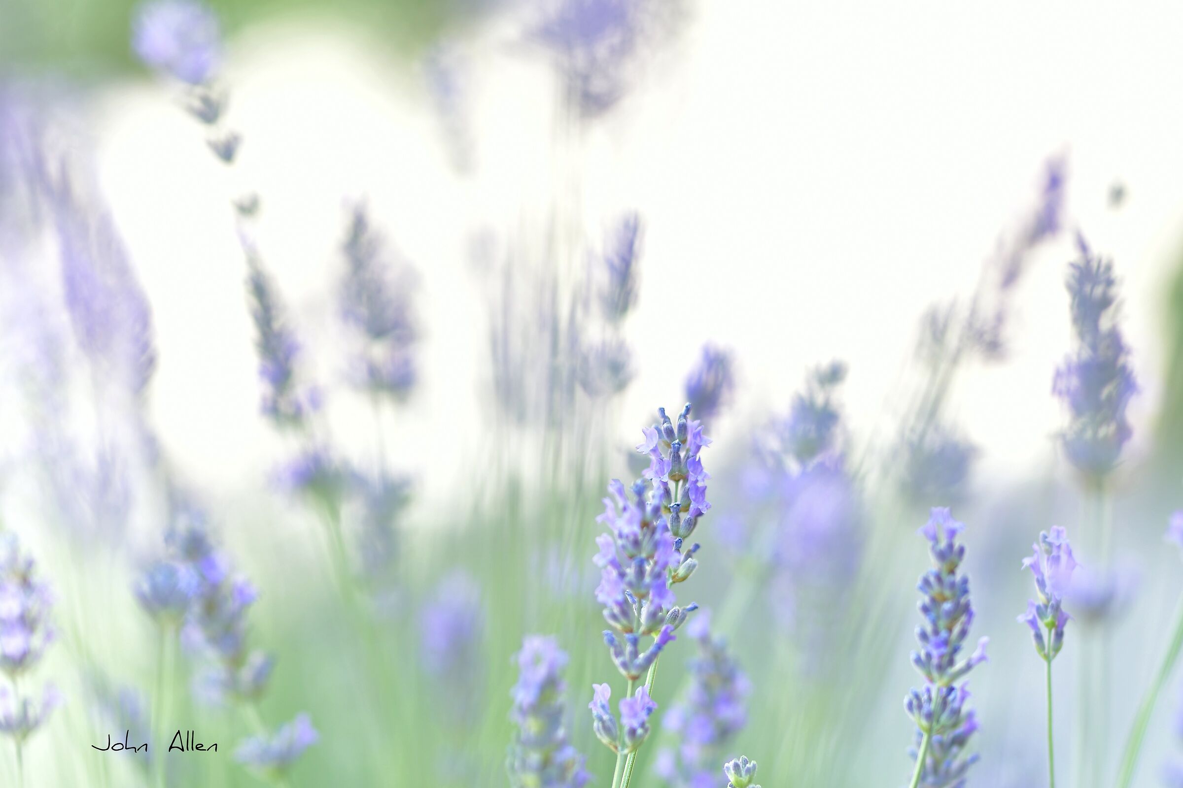 Lavender