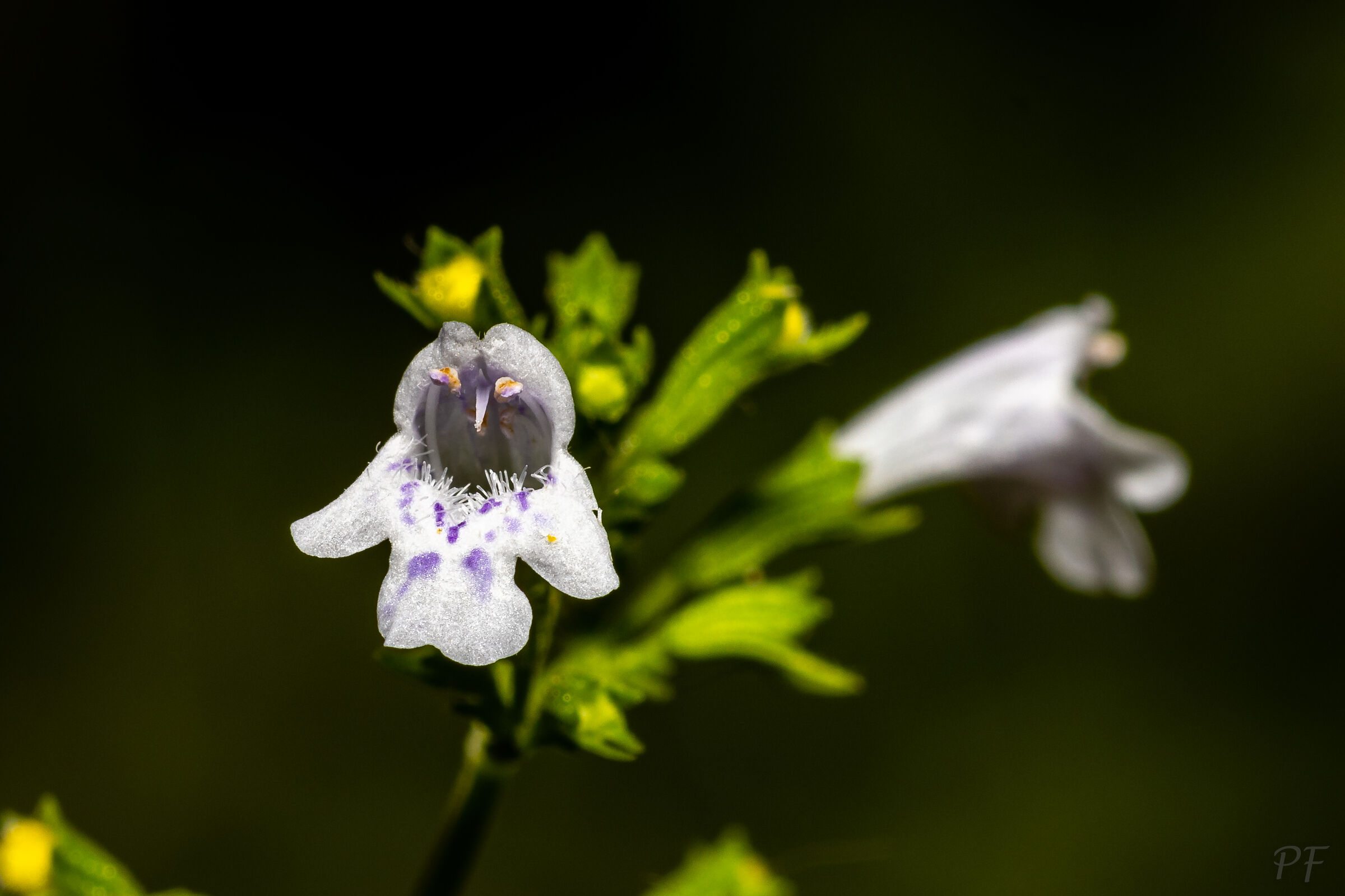 Little flower on my balcony
