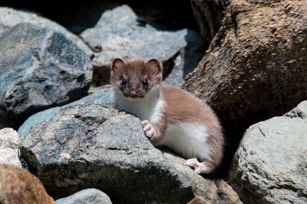 Young Ermine