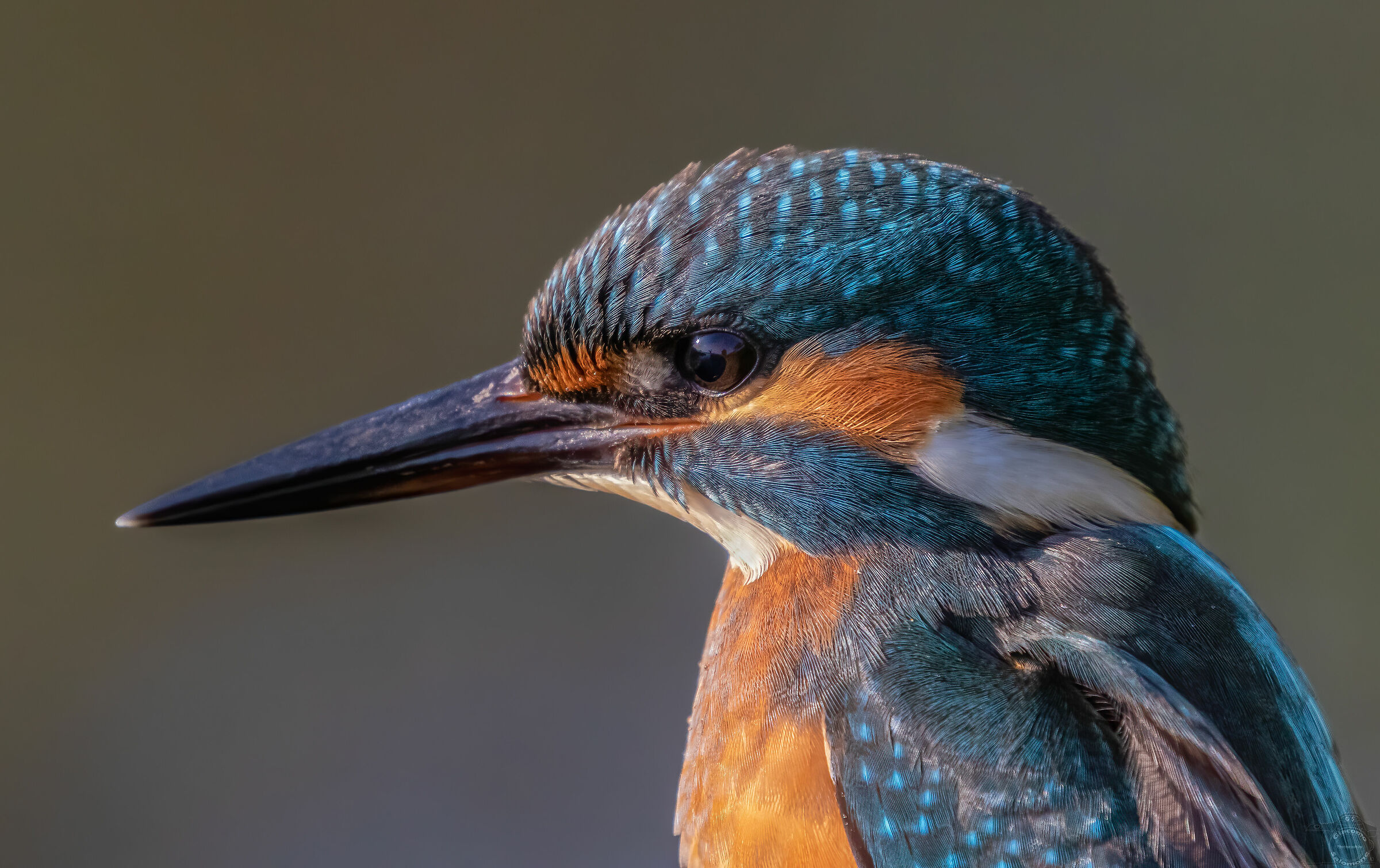The Martin Fisherman at just over a metre.