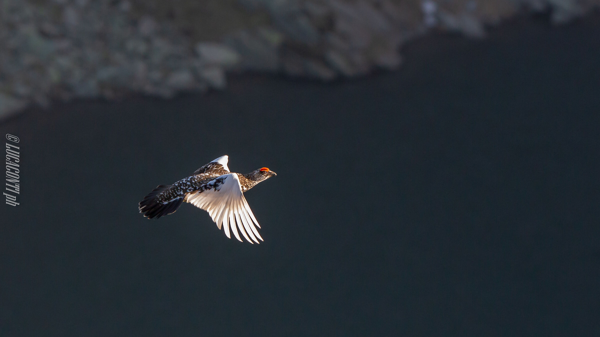 White partridge (Lagopus Muta ) Valvarrone
