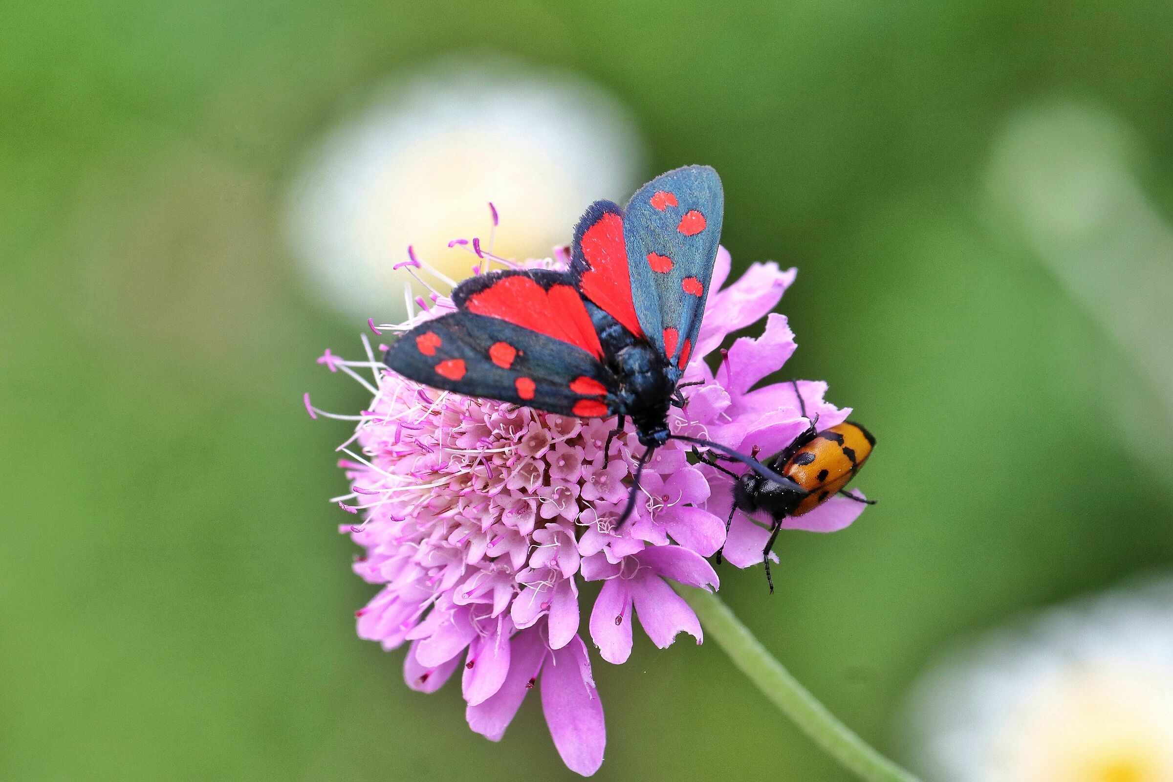 Zygaena transalpina