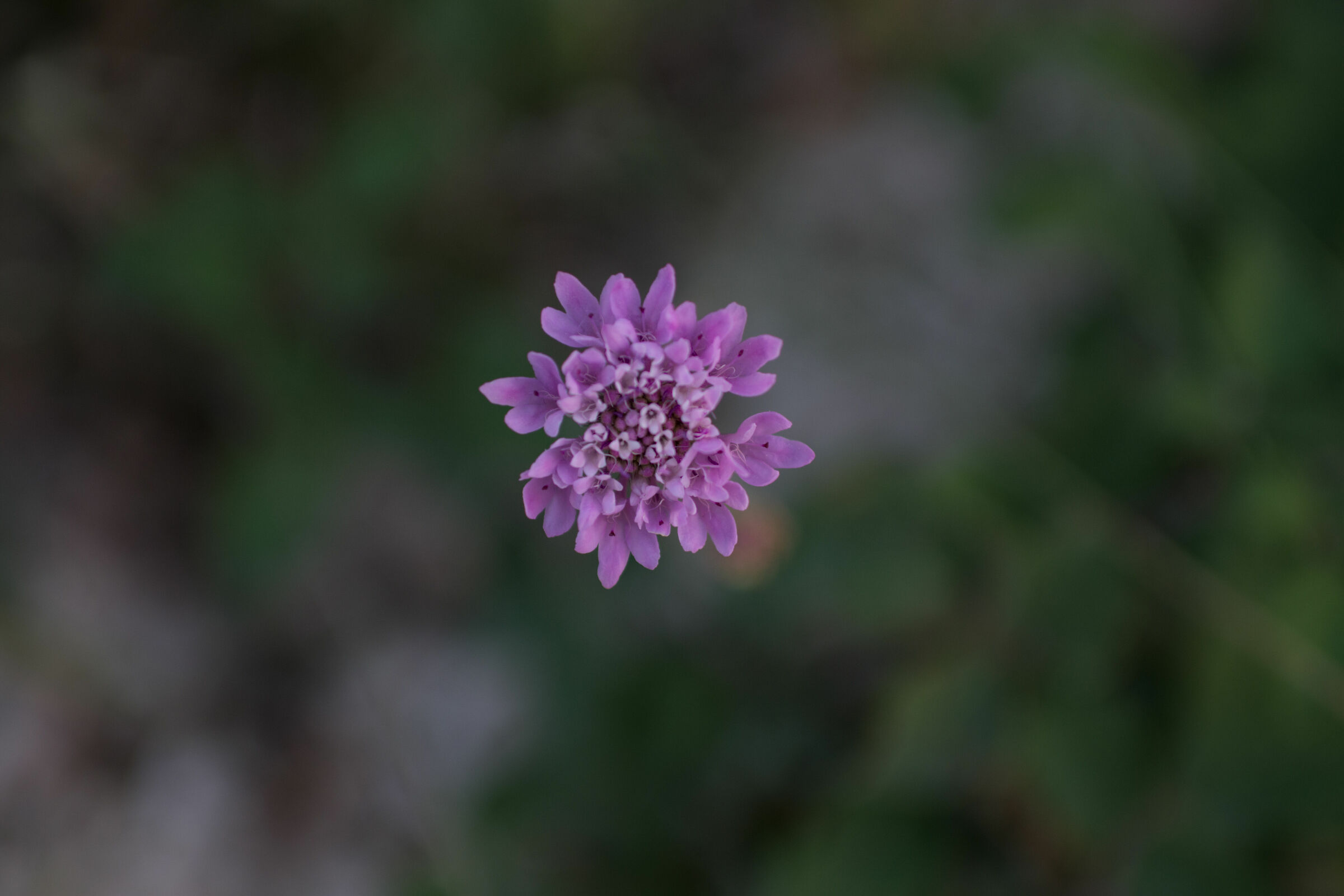 Purple Flower