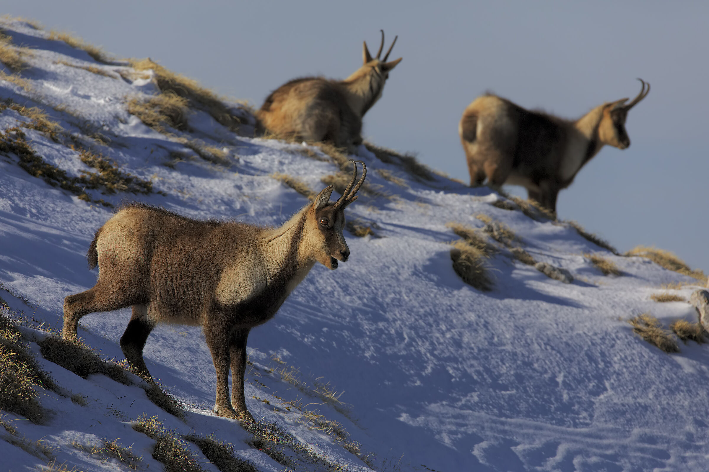 Camoscio appenninico