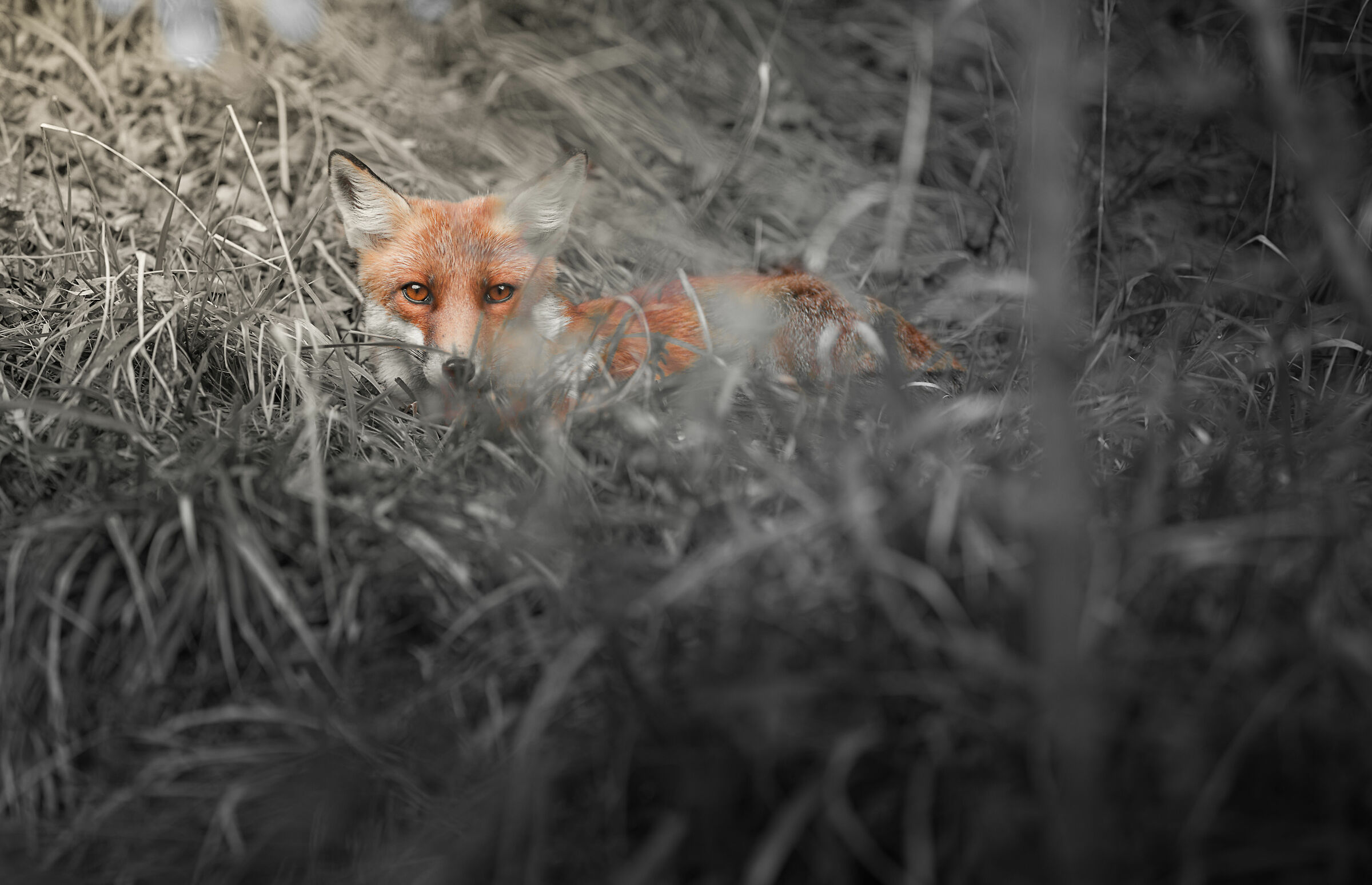 Volpe - Parco Nazionale d'Abruzzo