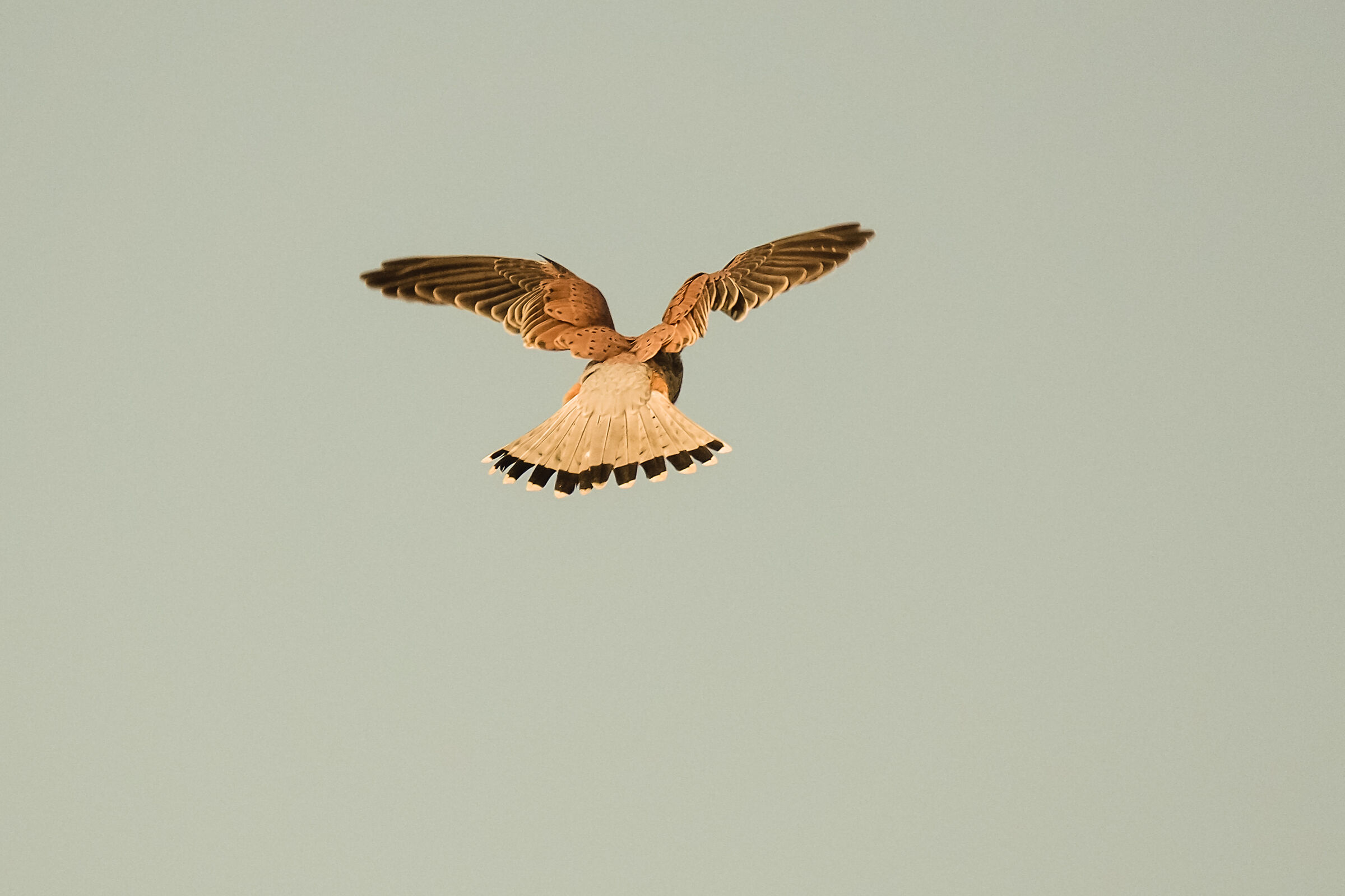 Kestrel