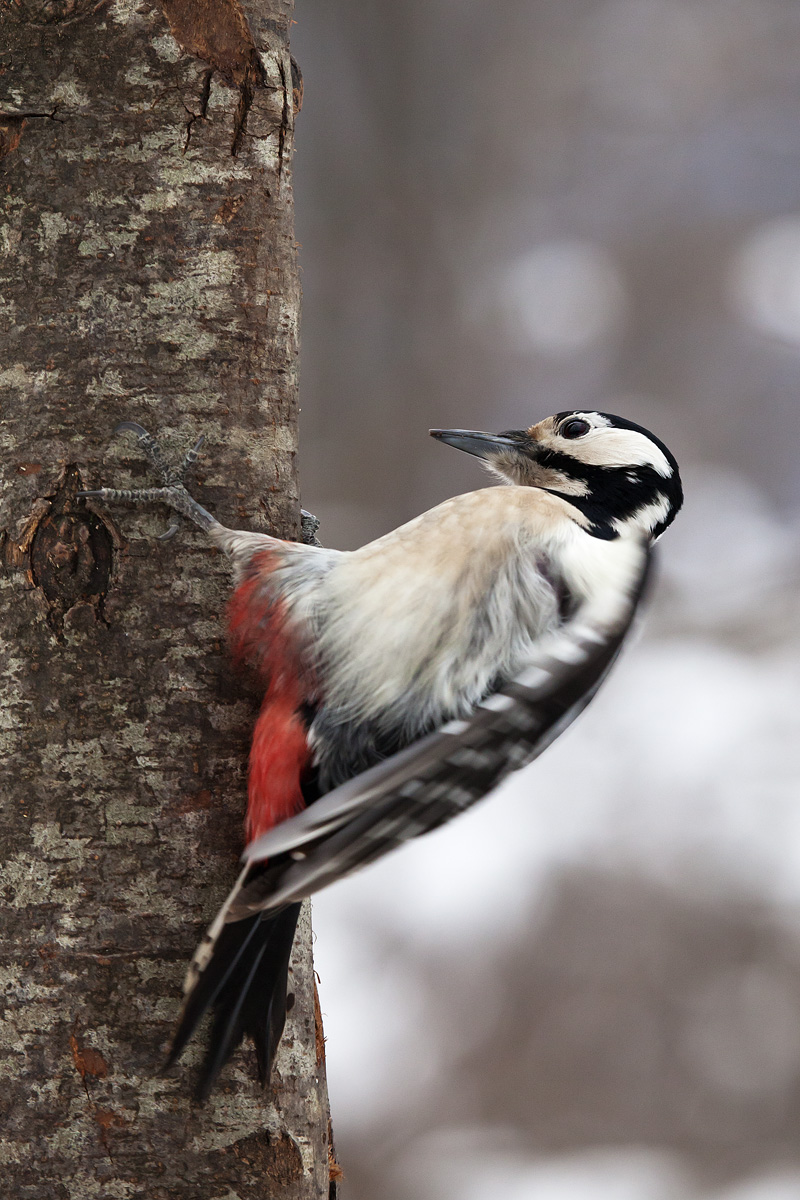 landing woodpecker
