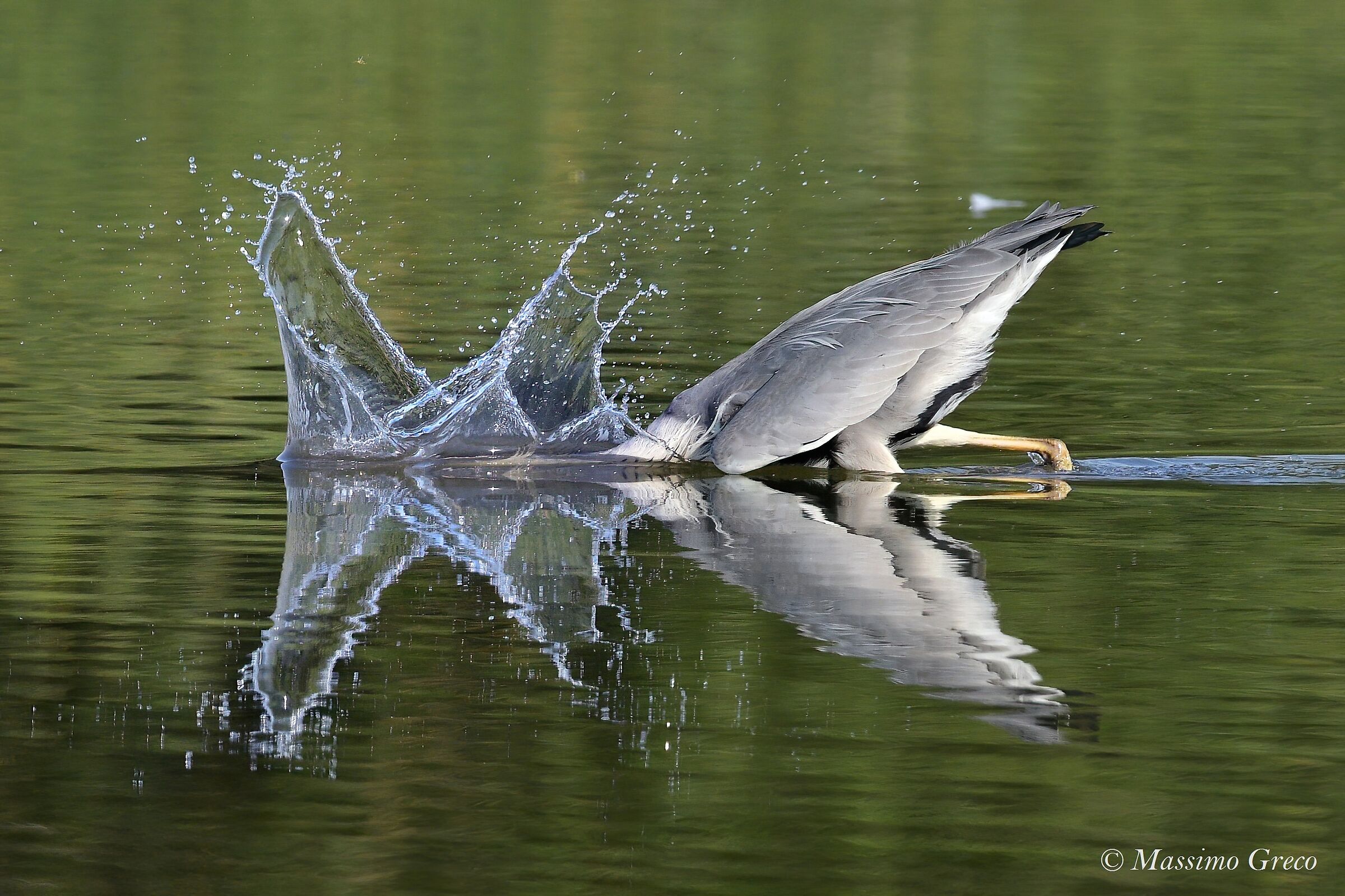 Water Games - Heron Ash in Fishing