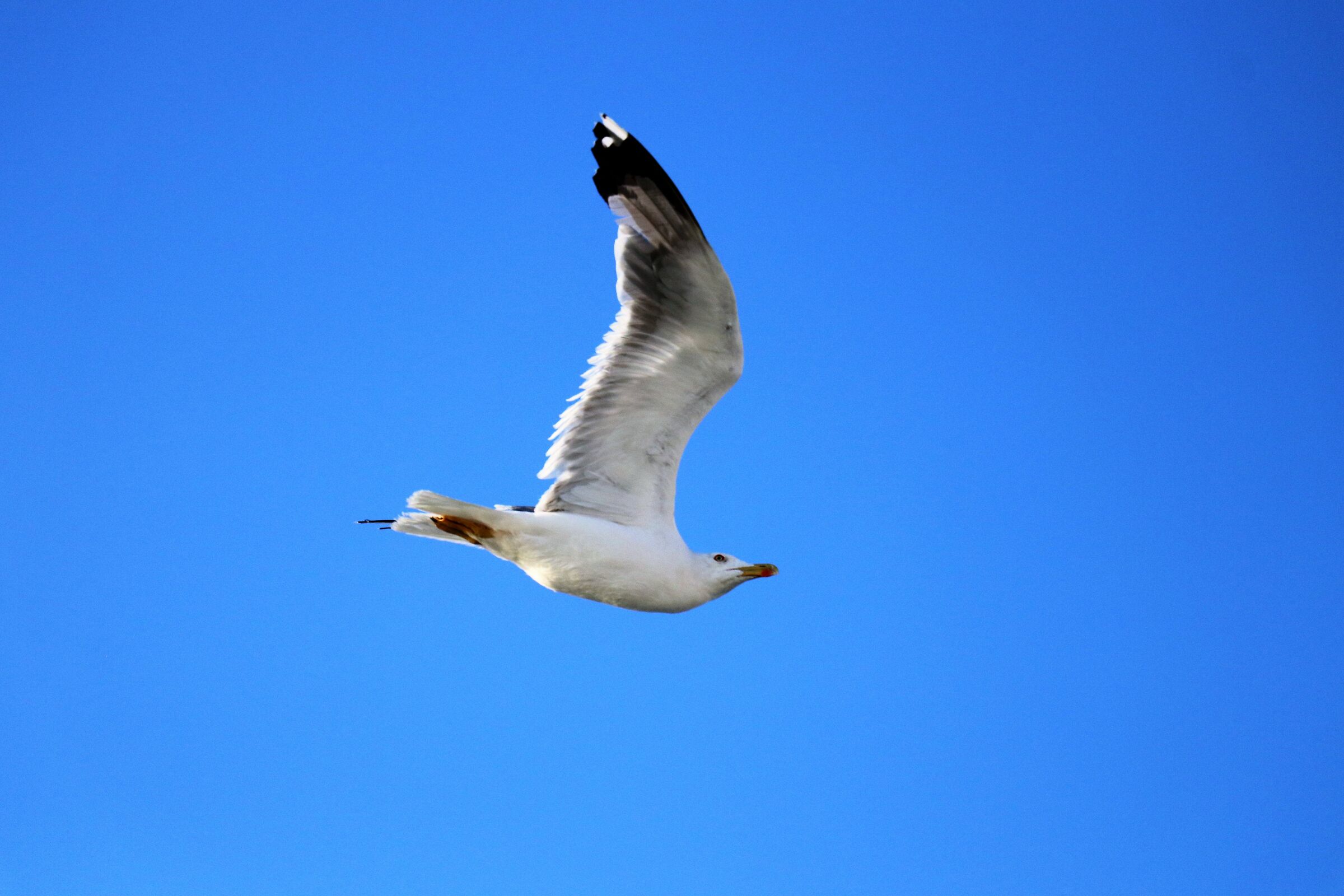 Seagull