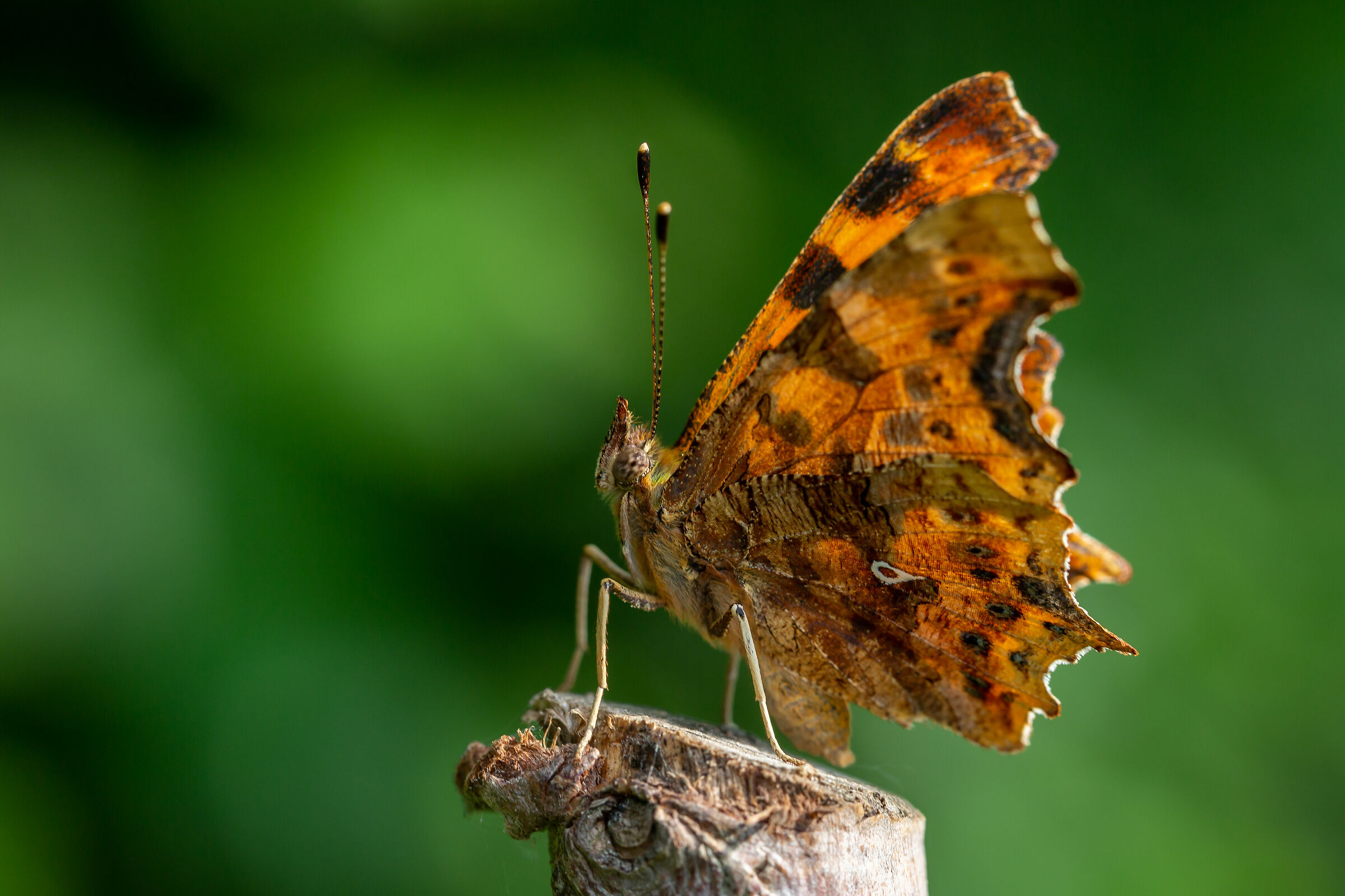 Orange Butterfly, New