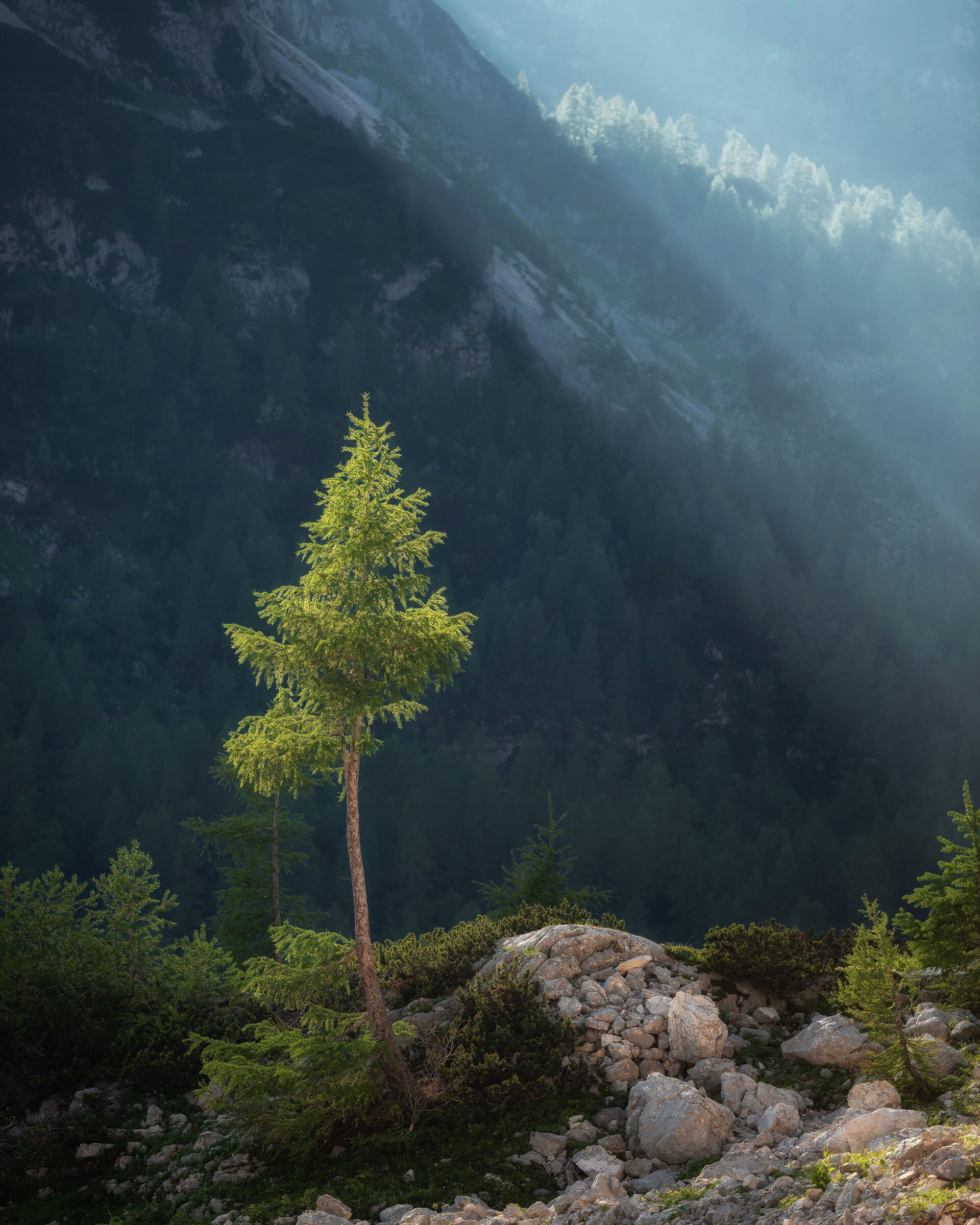 A larch tree
