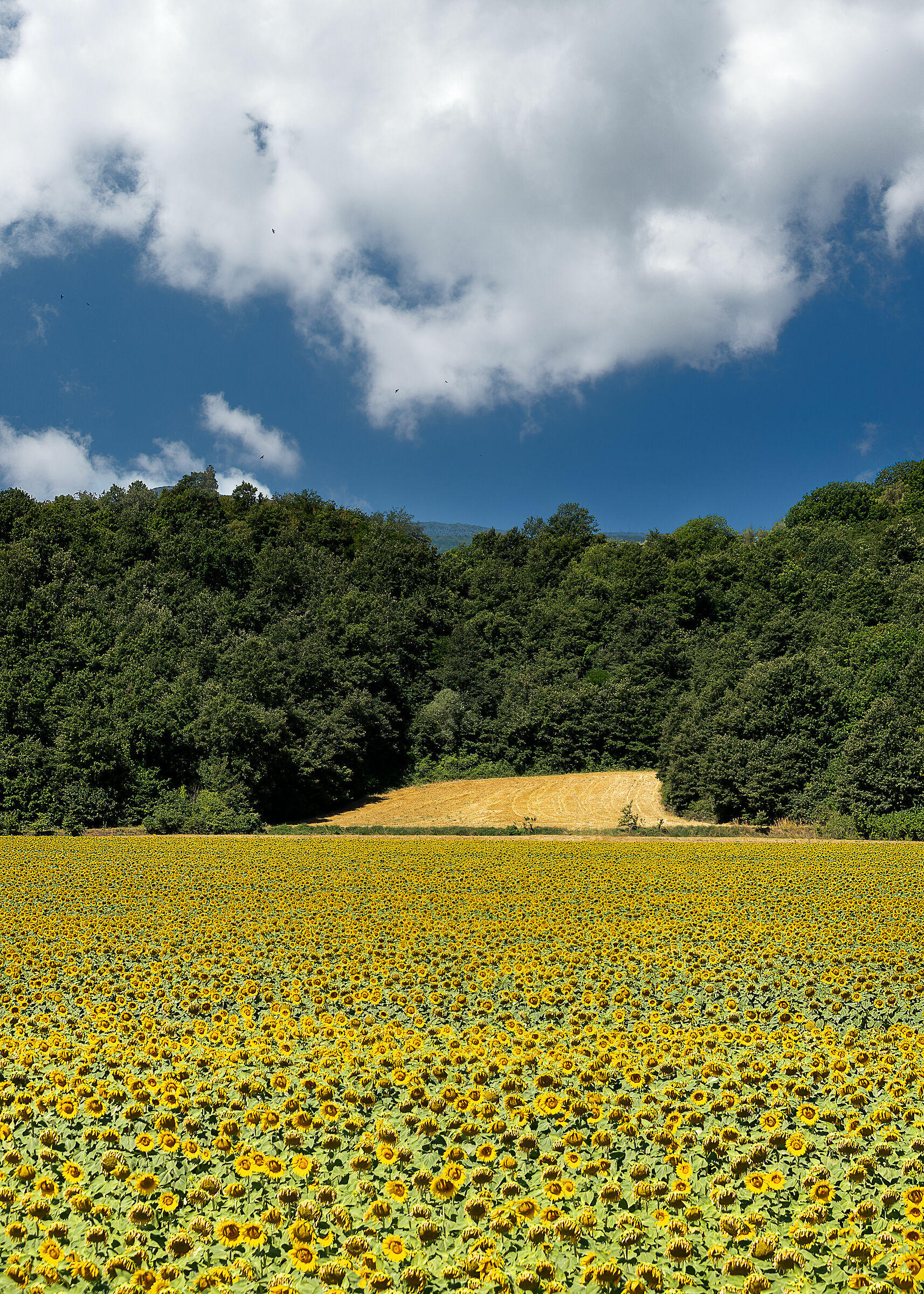 low chiana valley in the sun