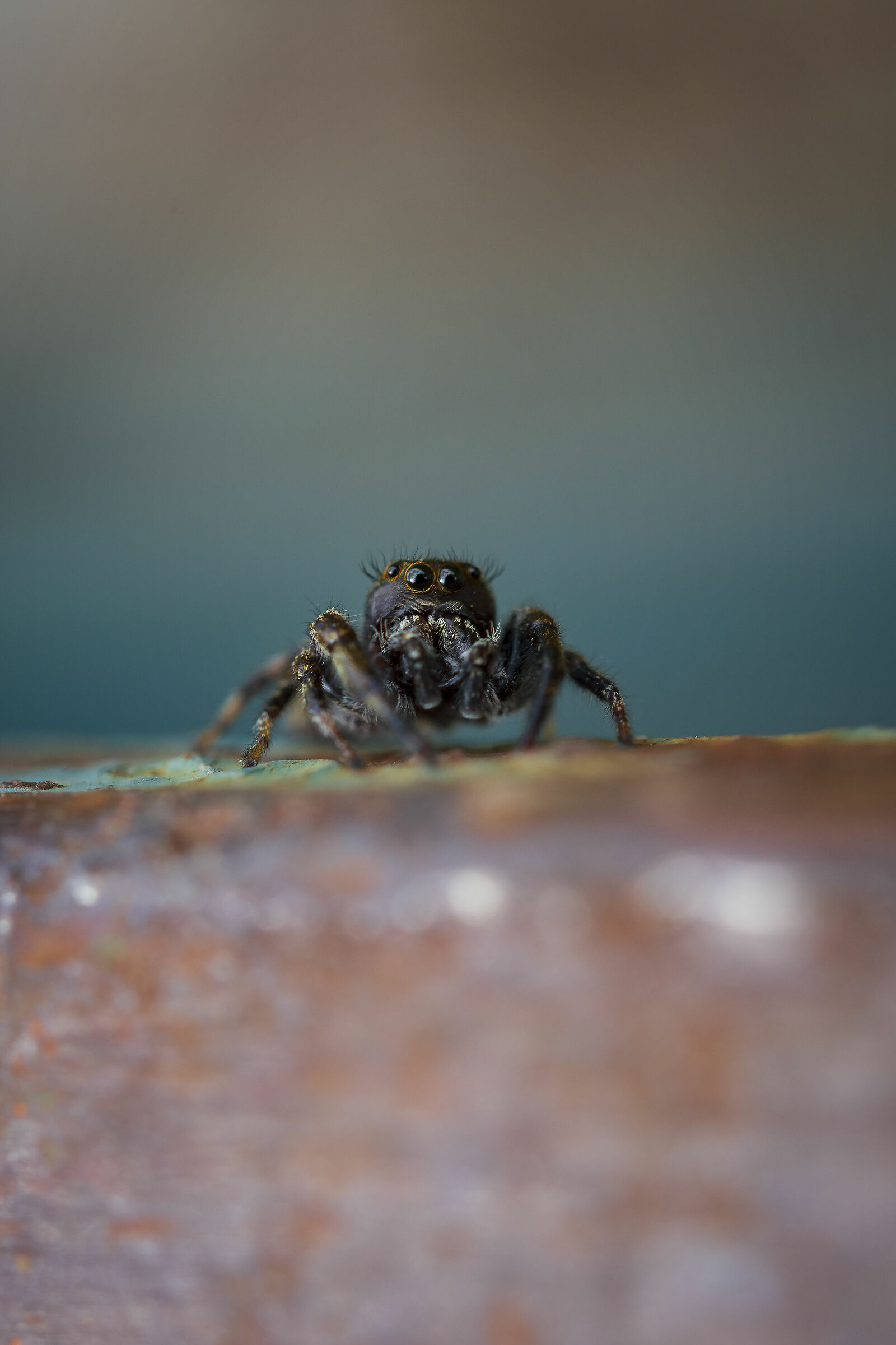 Spider