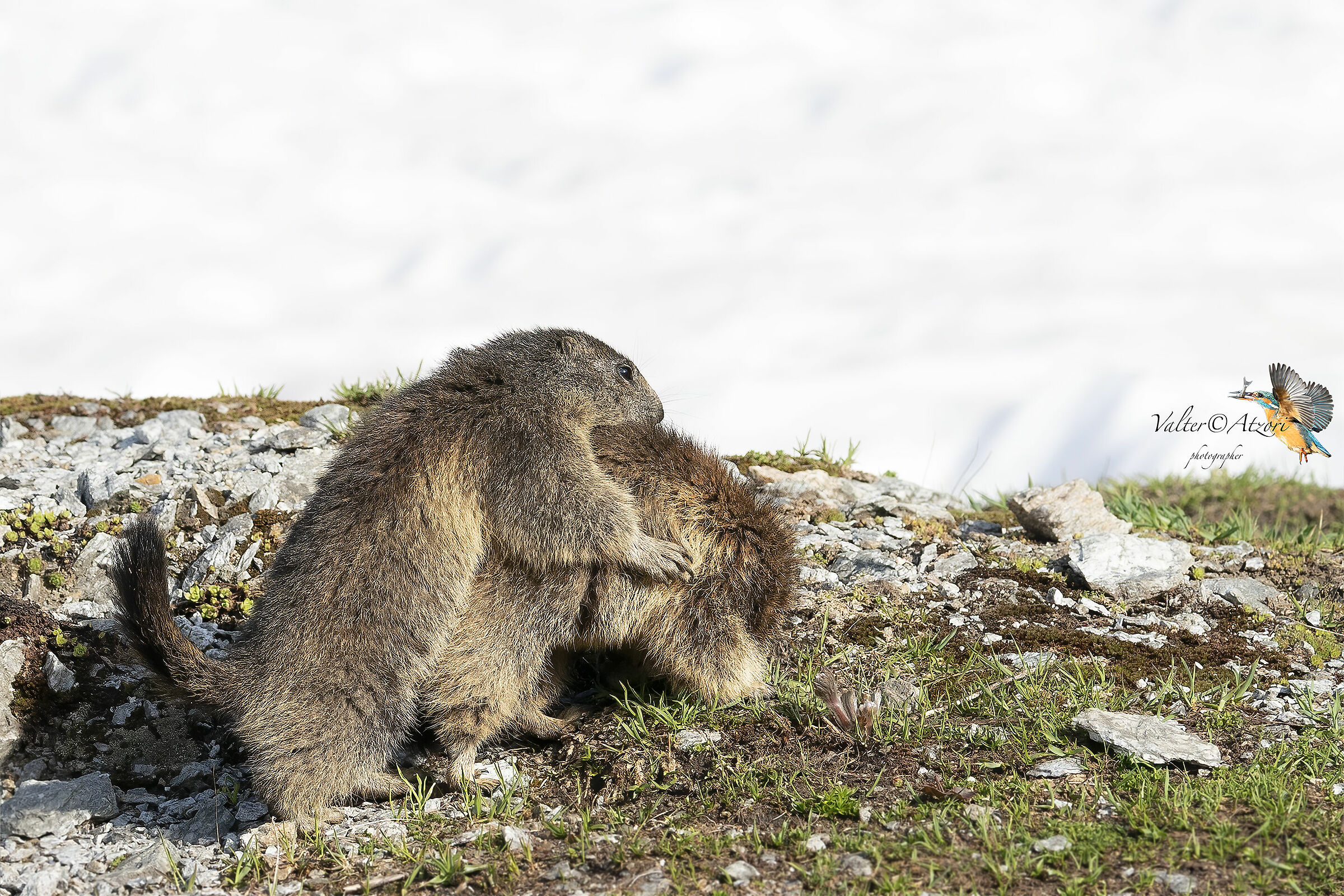 Who knows what they're doing