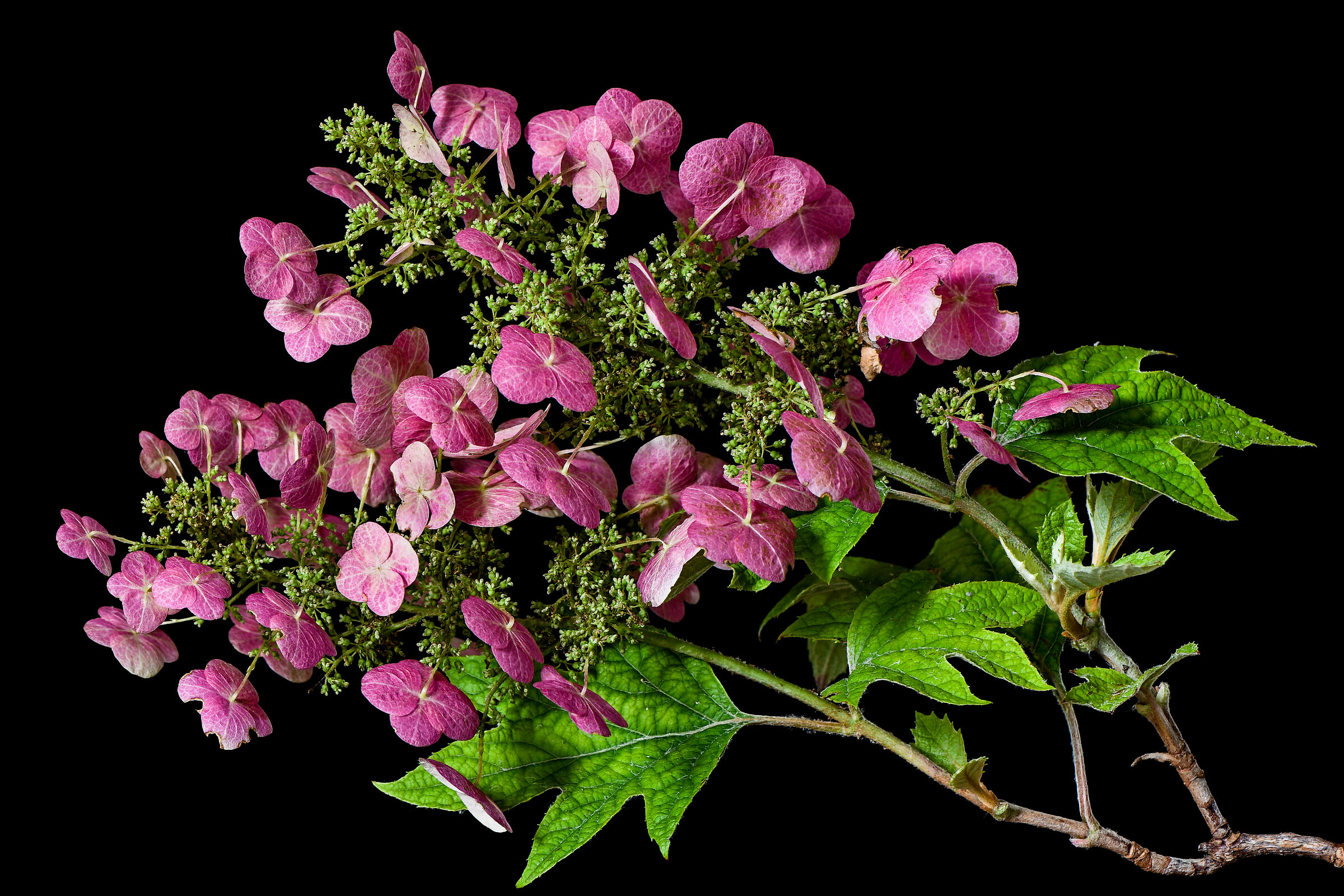 Hidrangea quercifoglia.