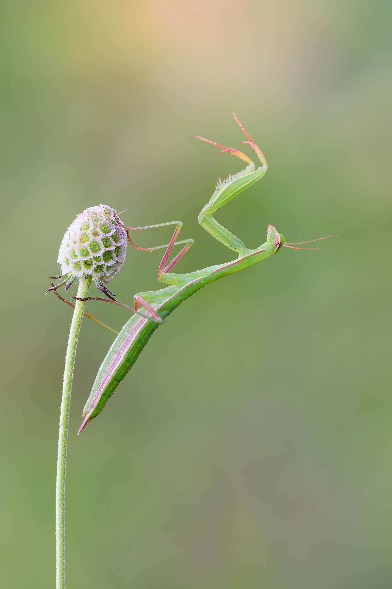 Young Mantis
