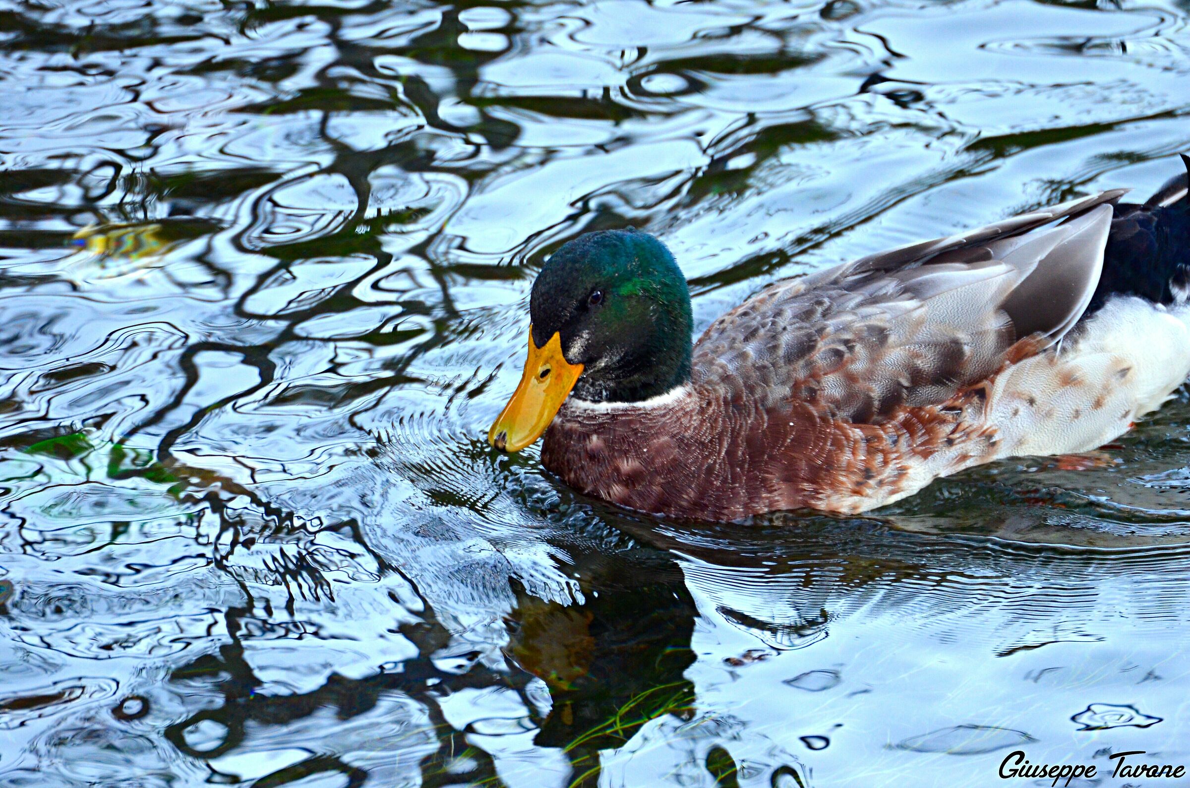 Duck