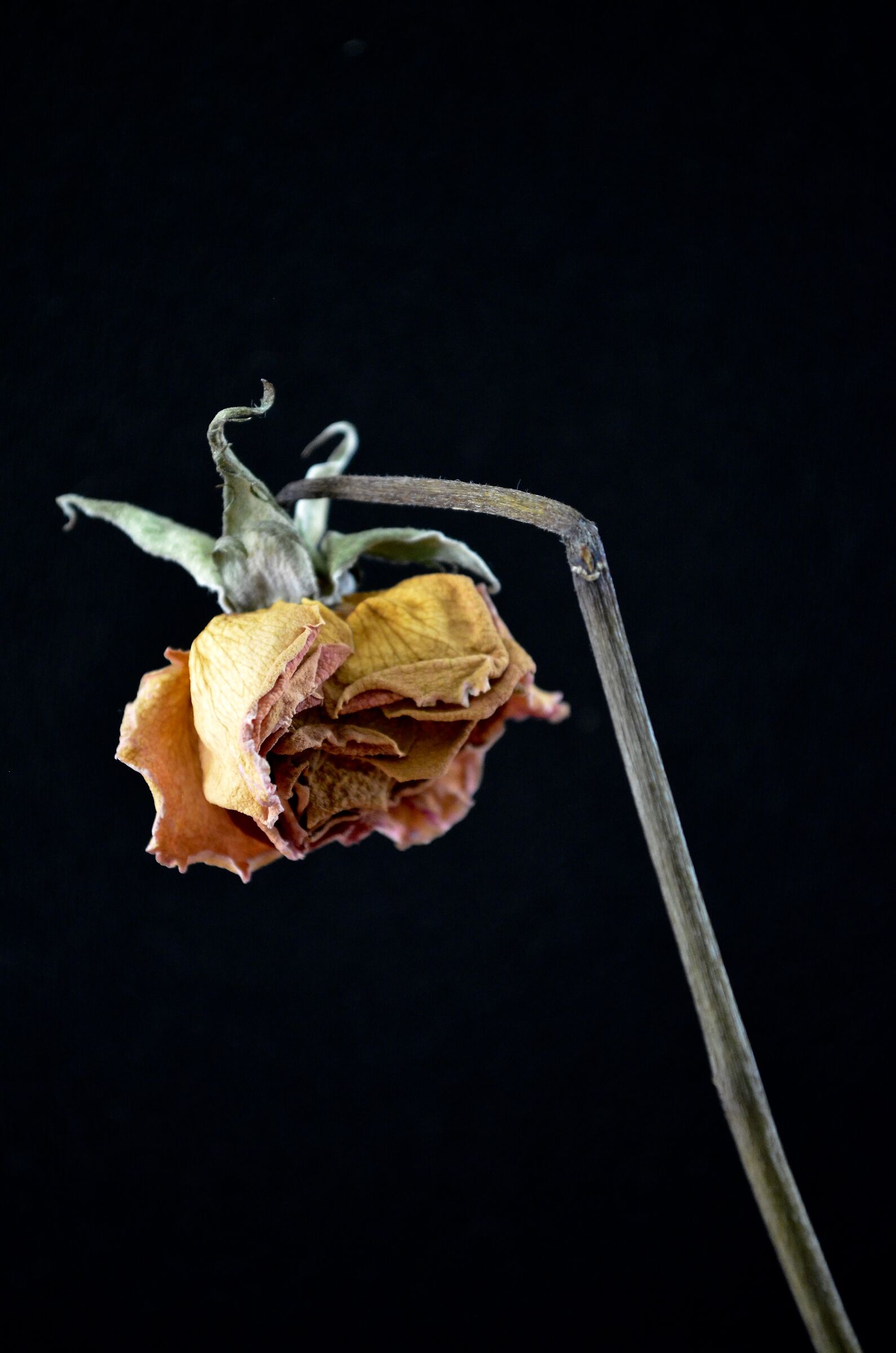 Dry roses