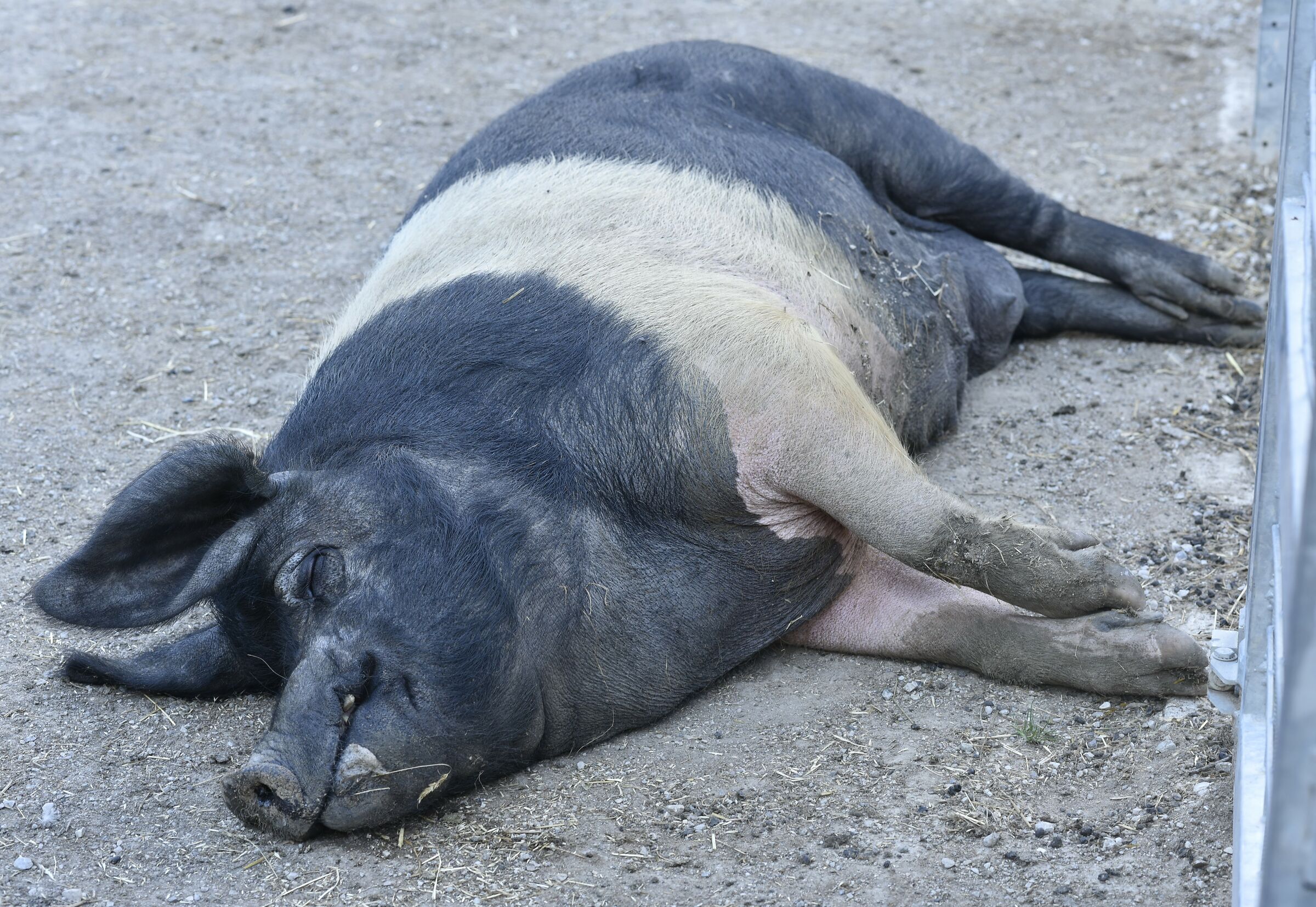 Juventino pork nap...
