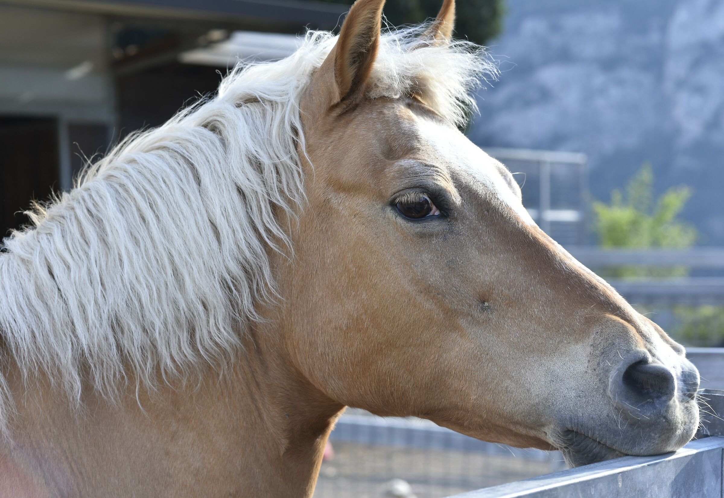 Horse in agritur...