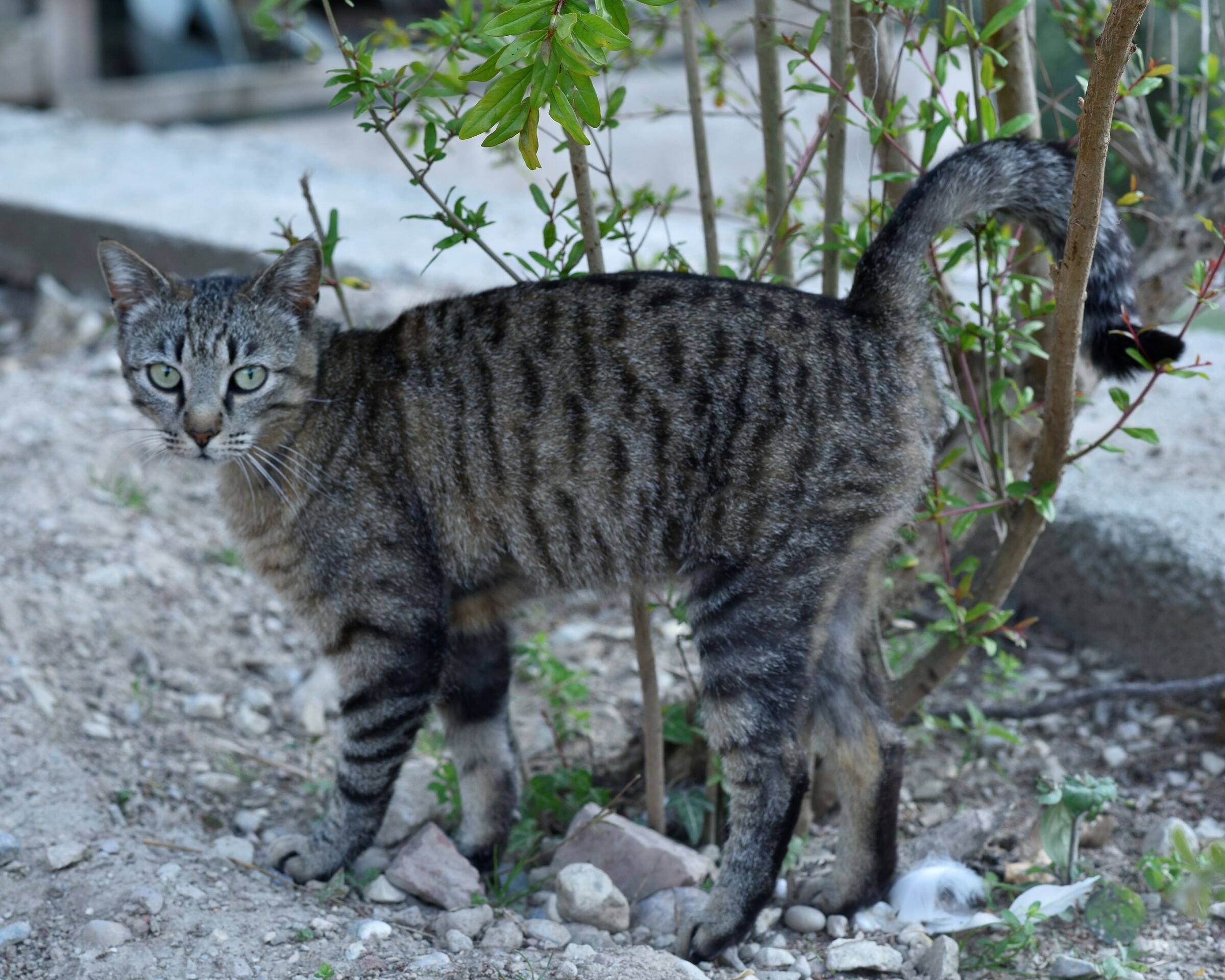 Cat in agritur