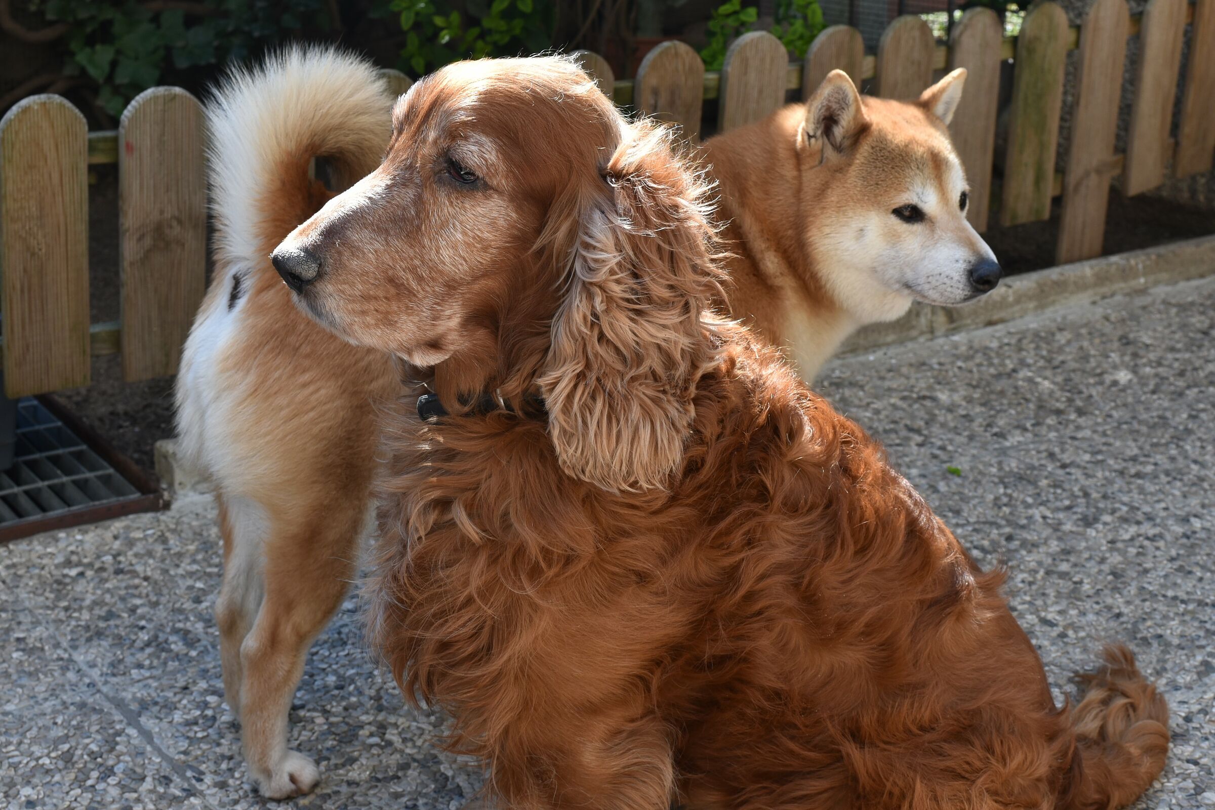 My nice Jo Coker and his friend Hachico...