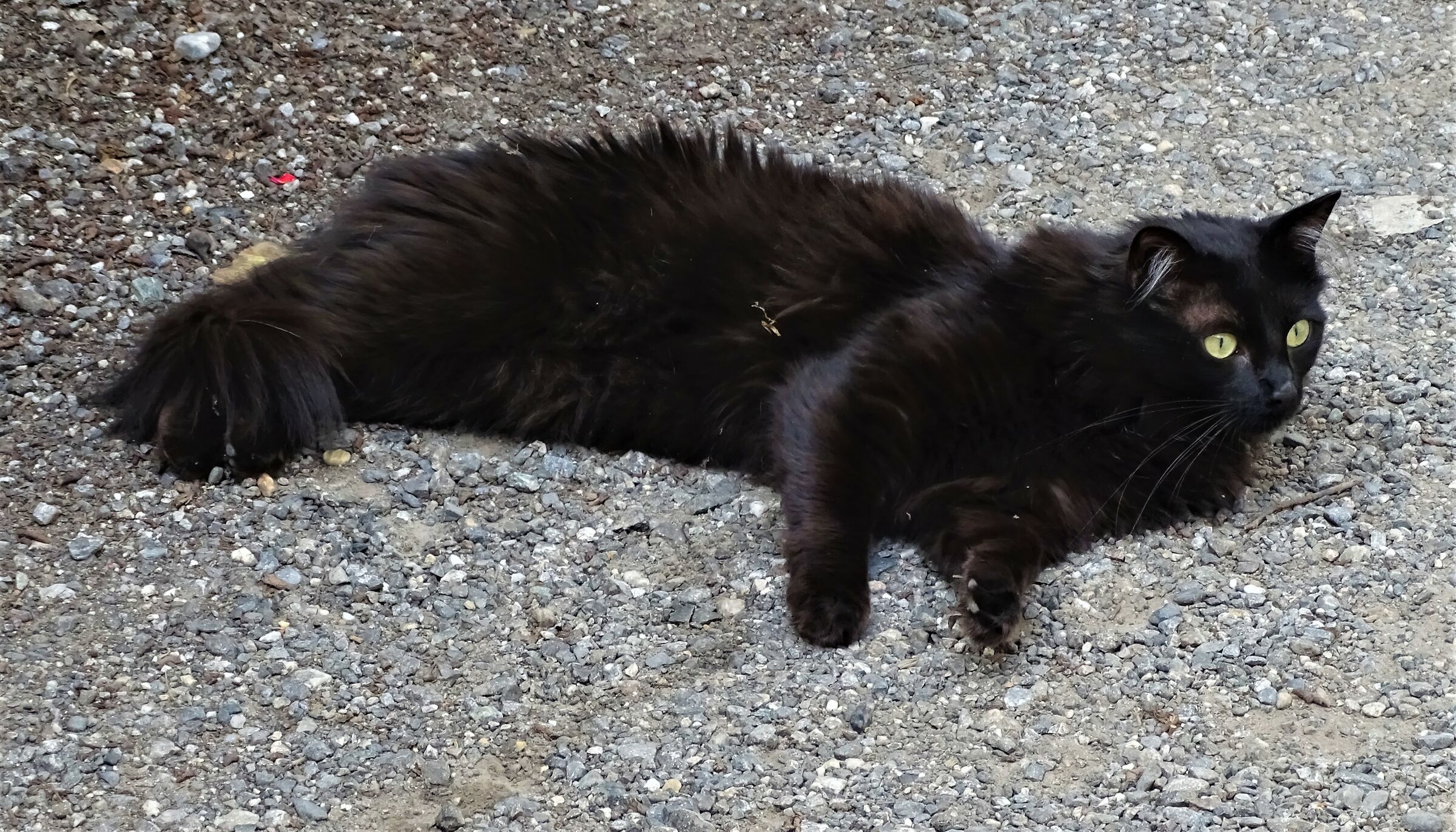 gatto di montagna..