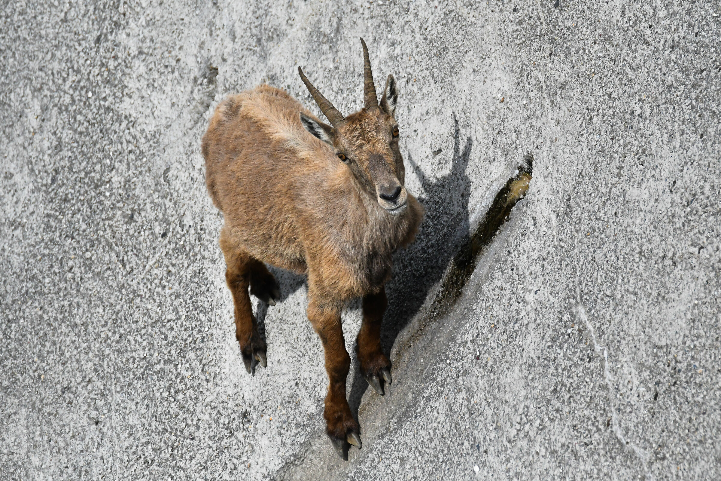 Acrobazie per un po di sanlitro