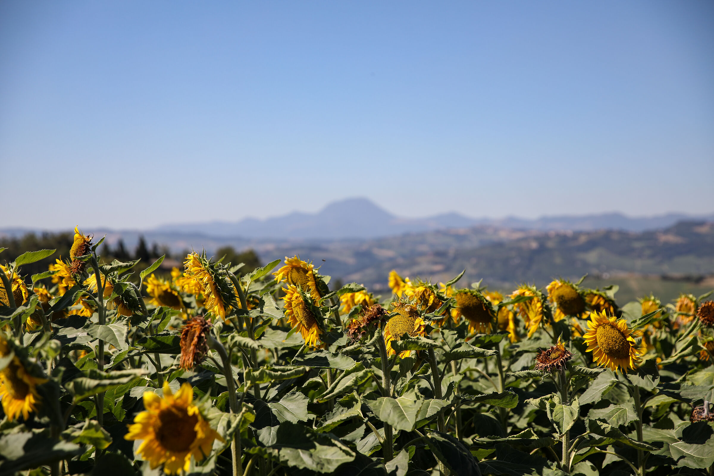 Sunflowers in the foreground