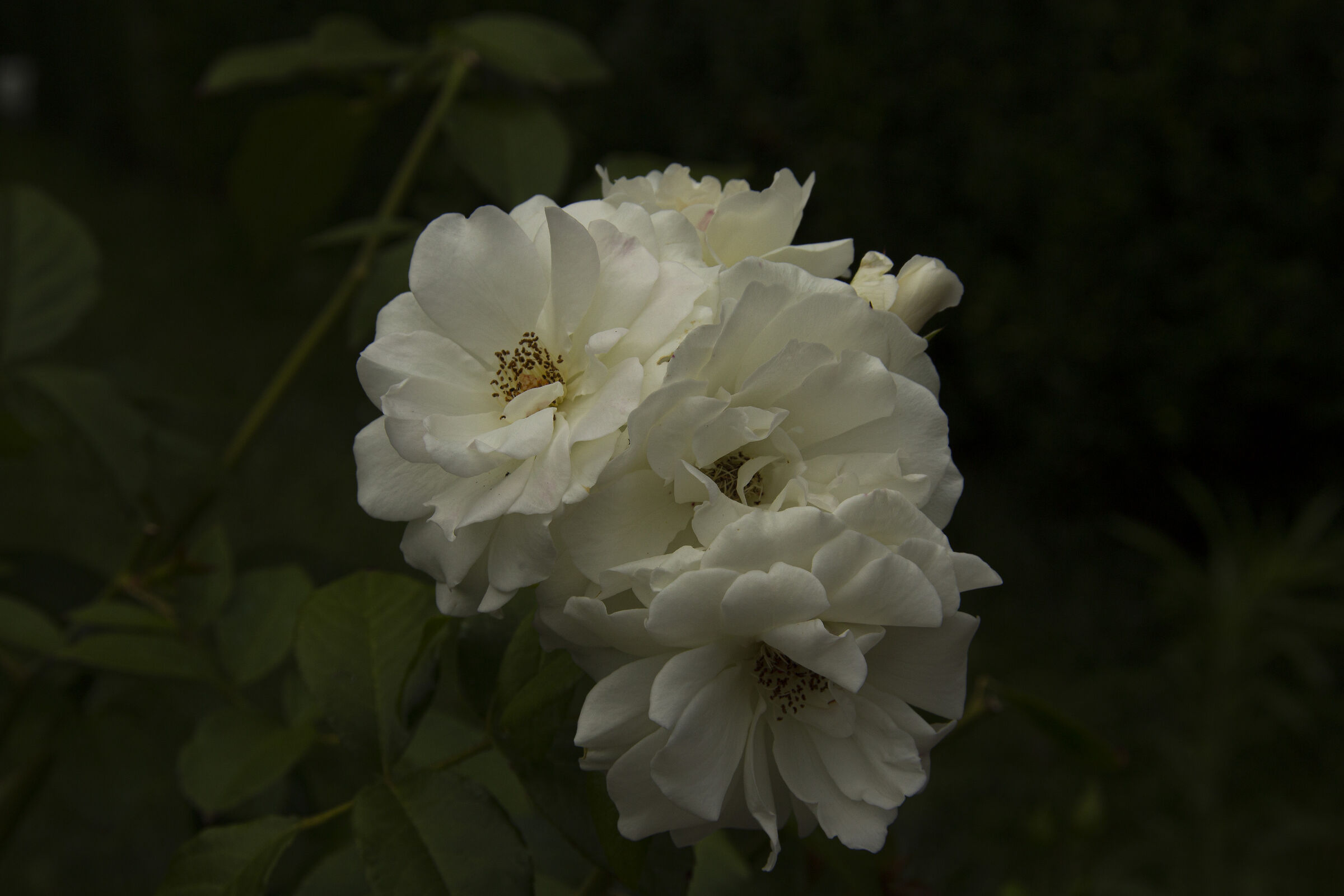 White Roses under display