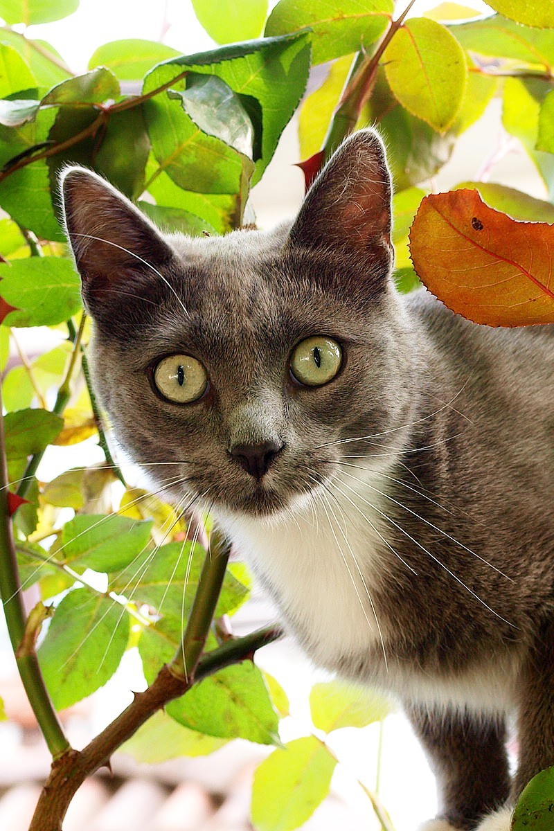 storm, the cat of my neighbors