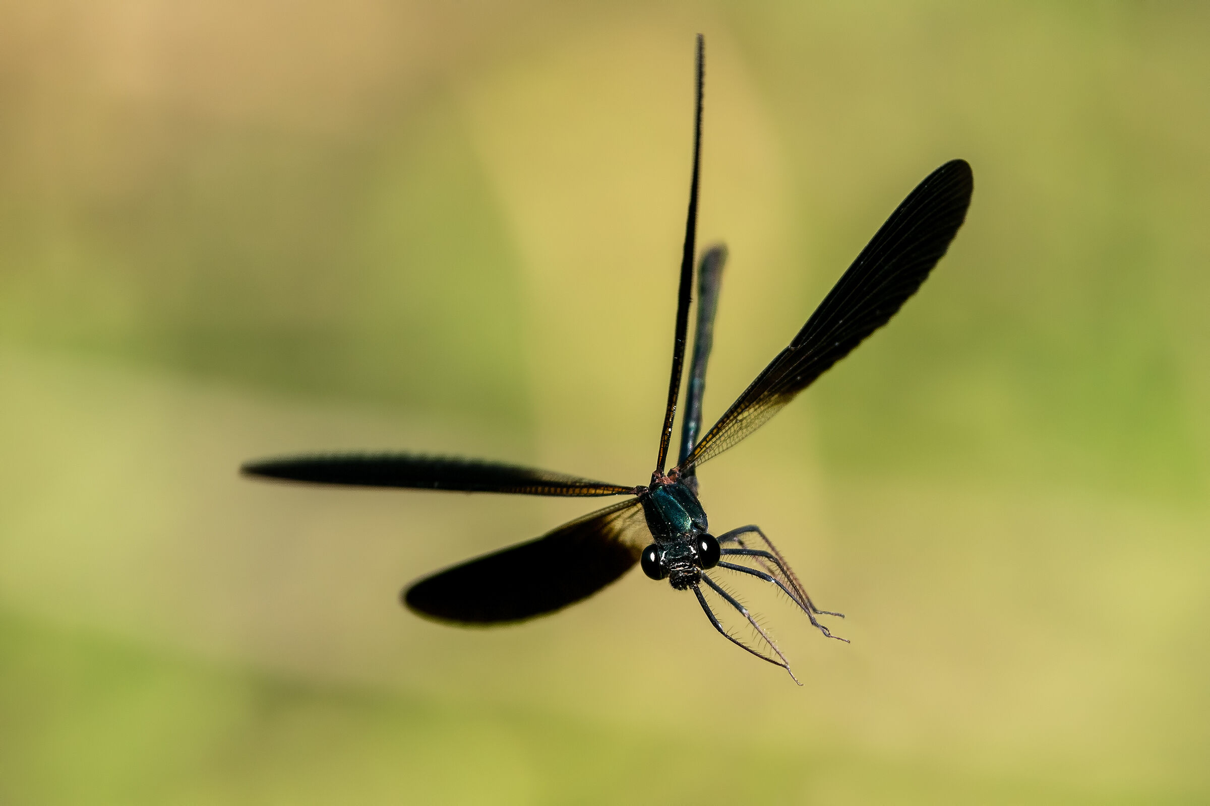 False dragonfly