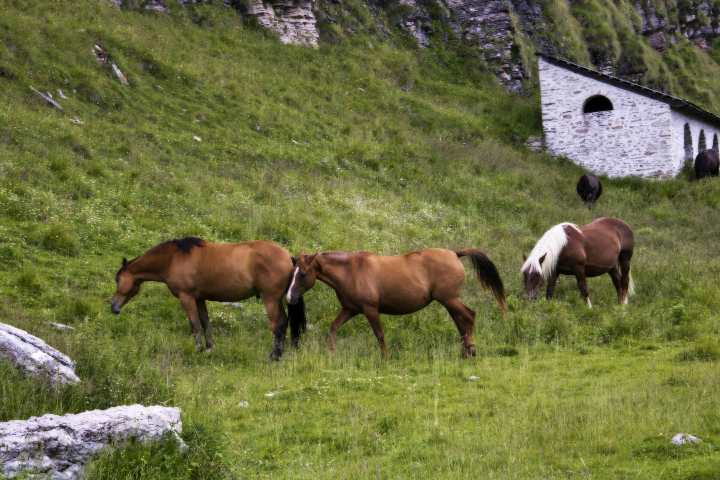 Grazing