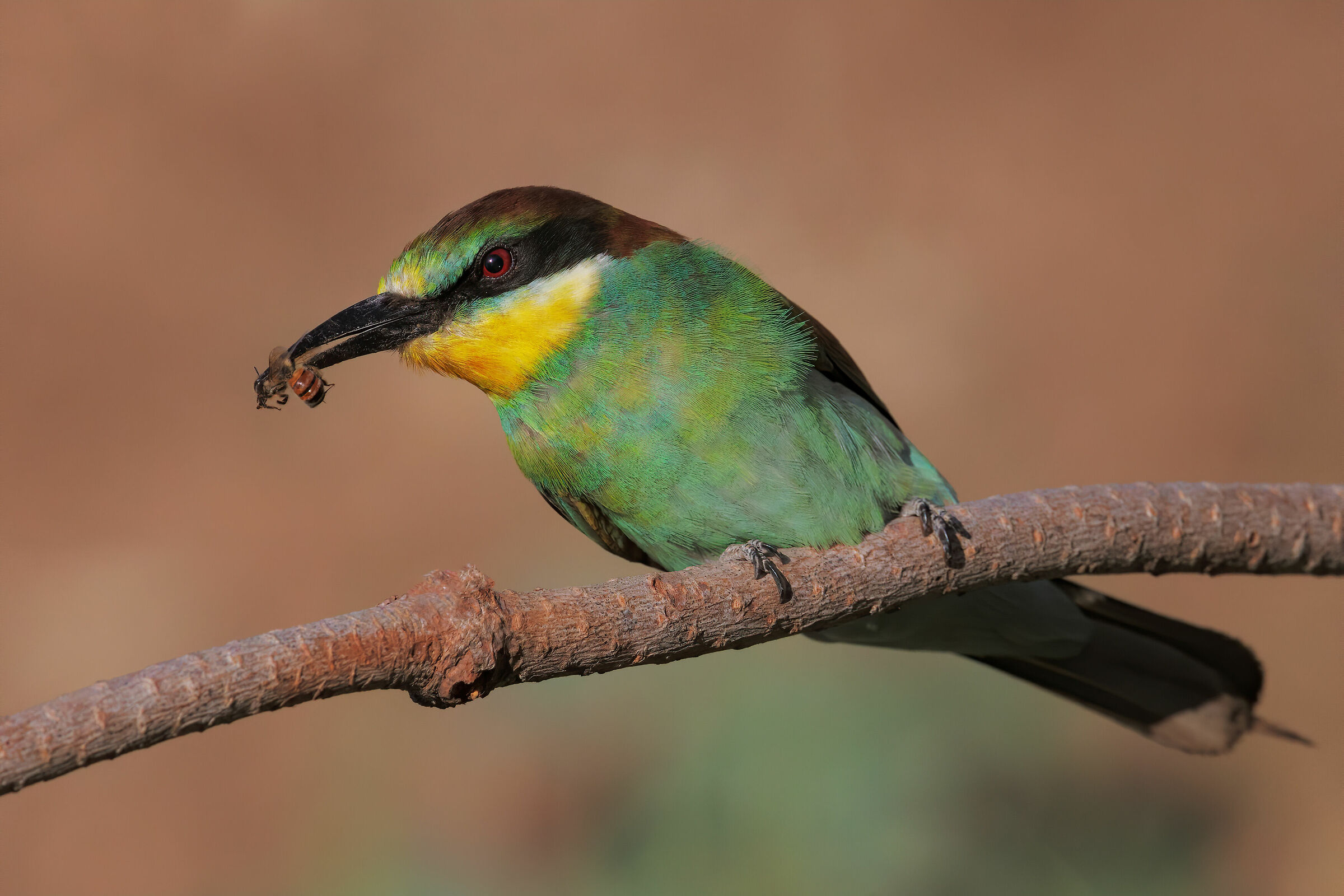 Bee-eater