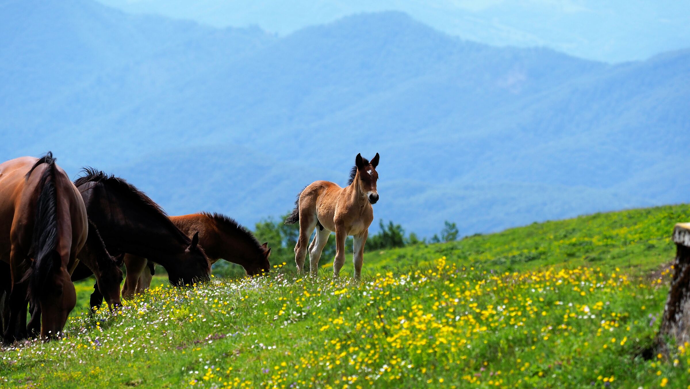 Cavalli del Catria 1