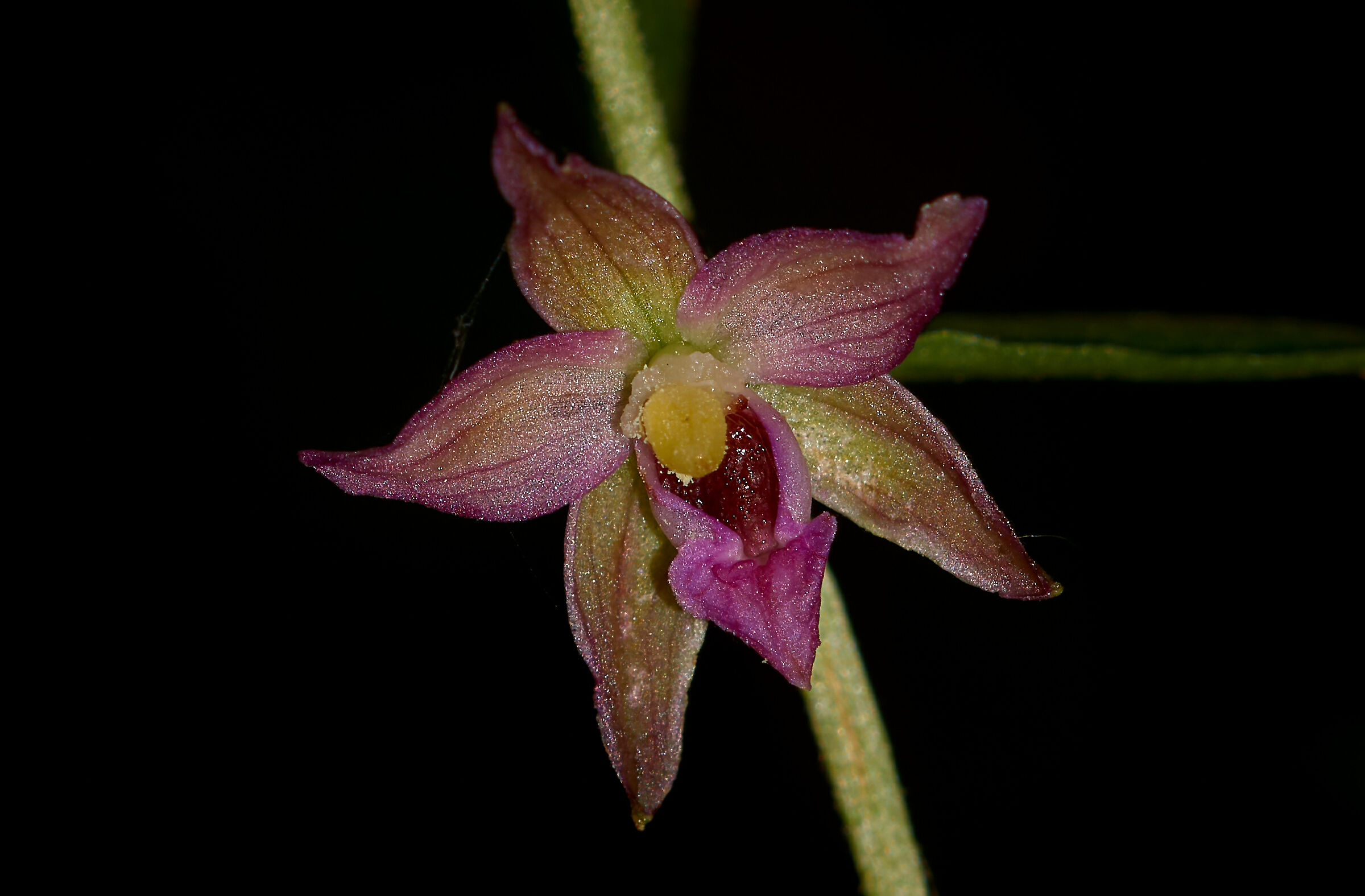 Epipactis placentina