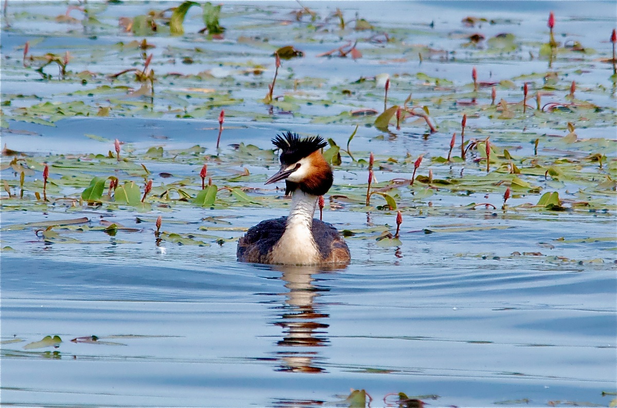 Great Crested Grebe swims between Potamogeton natans - new